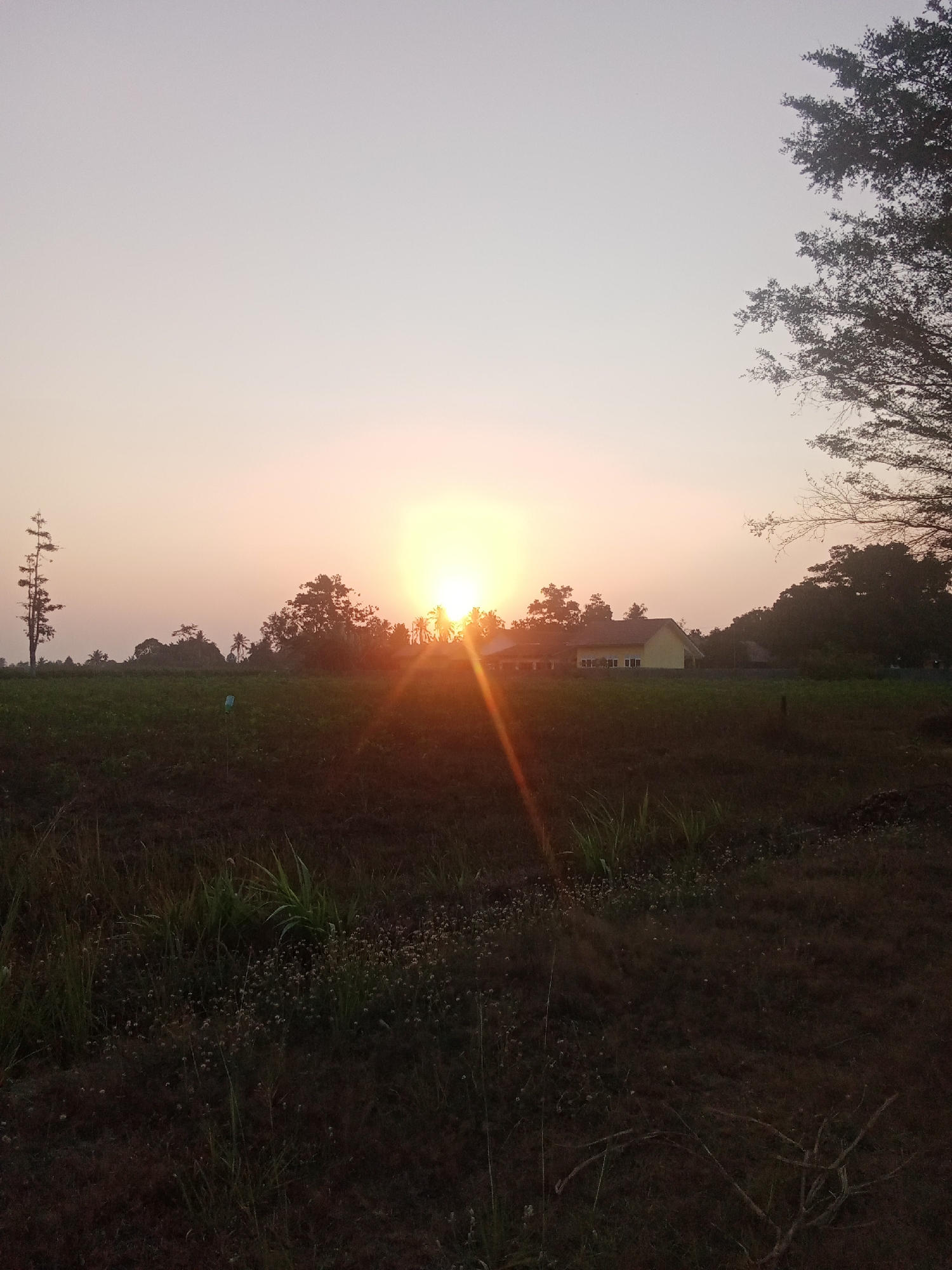 The image depicts a sunrise over a rural landscape in Sri Sawahan, Indonesia. The sun is a bright, glowing orb positioned in the center-right of the frame, casting a warm, orange light across the sky and landscape. Lens flares streak diagonally from the sun towards the lower left.
In the middle ground, silhouetted trees form a dark line against the lighter sky, with a single, tall, slender tree standing out to the left. A yellow house with a red roof is visible behind the trees, surrounded by vegetation. In the foreground, the ground is covered in dark soil with patches of green grass and small white flowers. The overall impression is one of peaceful dawn in a tropical setting.