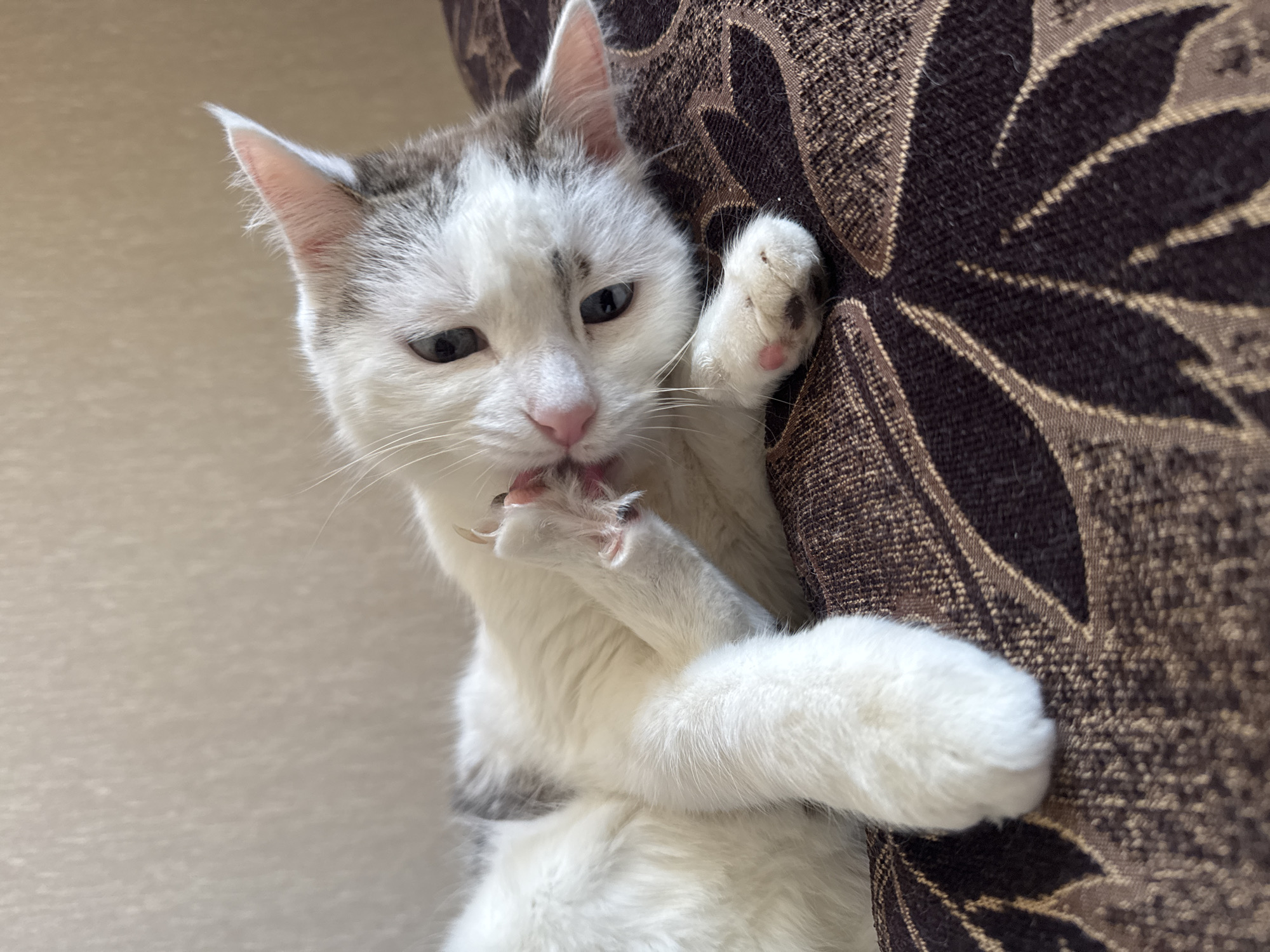 A white and gray cat is lying on its side on a brown patterned surface, grooming its paw. The cat has blue eyes and a pink nose. The background is a light beige wall. The image is a close-up shot, focusing on the cat. The exact location in Bishkek City, Kyrgyzstan cannot be determined from the image.
