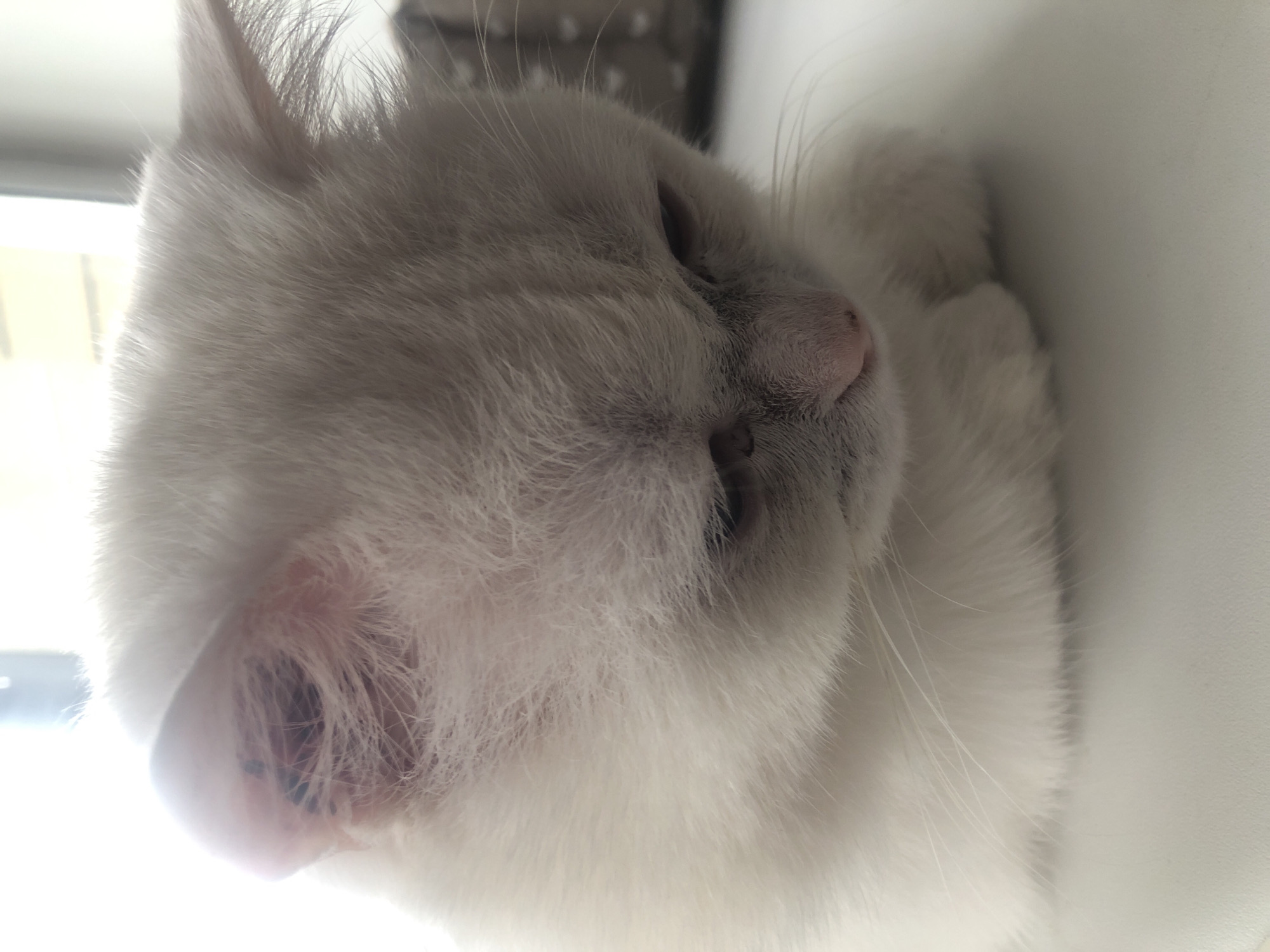 This media file is a close-up, vertically oriented photograph of a white cat. The cat is resting, with its eyes mostly closed, and appears to be in a state of relaxation or sleep. Its fur is predominantly white with some subtle greyish tones, particularly around the ears and face. The cat's nose is a soft pink. The background is out of focus and appears to be a light-colored, flat surface, possibly a windowsill or a piece of furniture. The lighting suggests it could be daytime, with natural light illuminating the cat from the left side, creating some highlights on its fur and casting soft shadows. The overall mood is peaceful and tranquil. There is no visible text in the image.