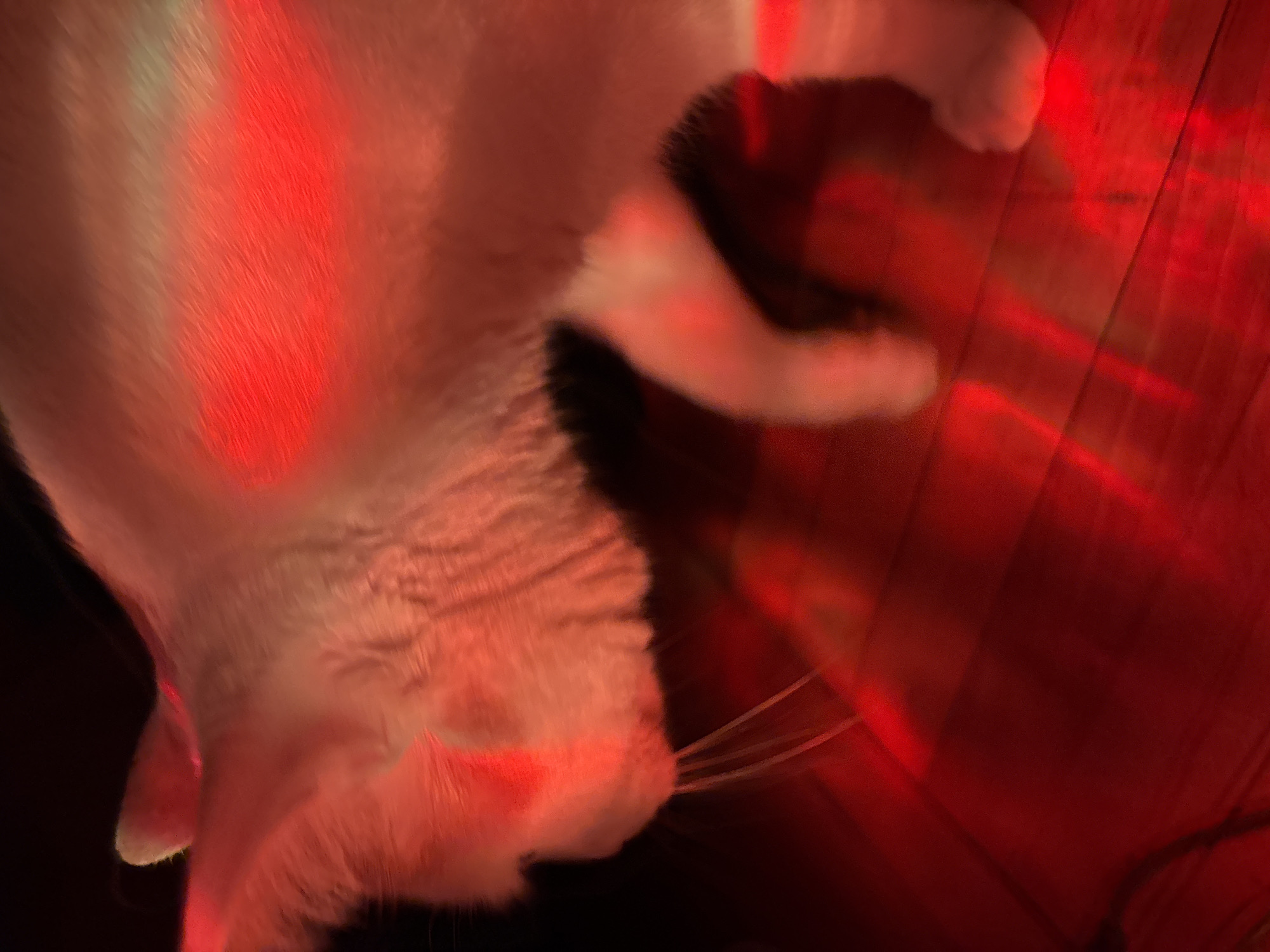 A white cat is lit by red light, casting a dramatic glow on its fur and the red wooden floor it stands on. The cat's head is bowed, and its whiskers are visible. The background is dark, with some red light reflecting on it. The scene appears to be indoors. There is no information available about the location in the city of Sinyavino, Russia.
