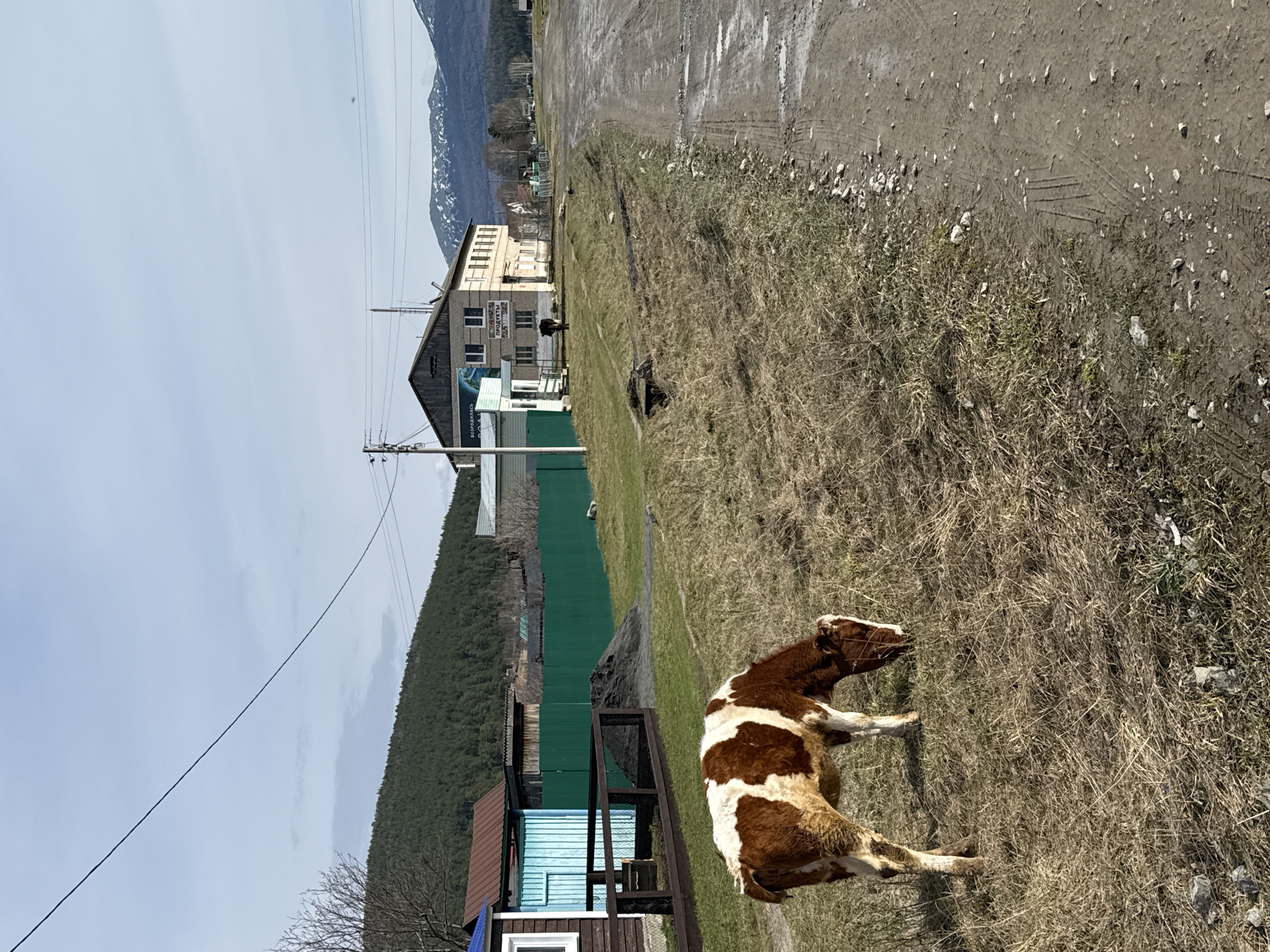 A slightly rotated landscape photograph depicts a rural scene in Tyulyuk, Russia, under a partly cloudy sky. A red and white cow is lying in a field of dry grass in the foreground, with its head down. Beyond the field is a dirt road leading away from the viewer. To the left of the road are houses and buildings, including a tall, pale-yellow building and a building with blue siding. A green fence runs along part of the property lines. In the background are hills covered with evergreen trees, and in the far distance, snow-capped mountains. An electrical pole is visible between the buildings and the hills.