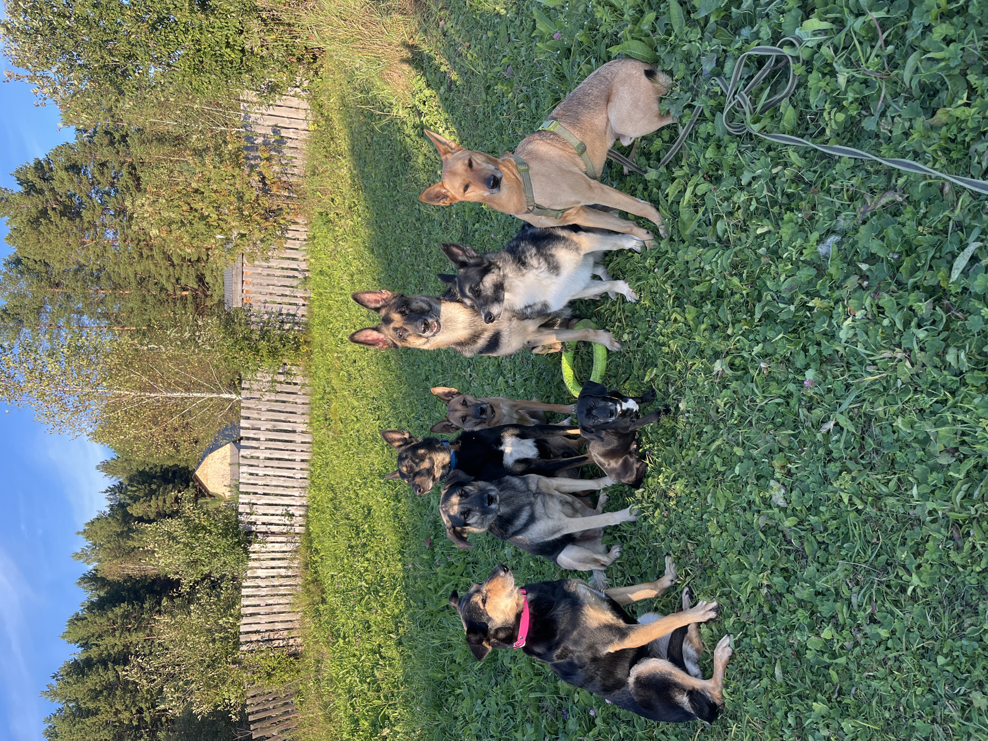 A group of eight dogs, including puppies and adults, are gathered on a grassy lawn in front of a wooden fence. The dogs are of various breeds and colors, and some are wearing collars. In the background, there are trees and a building that appears to be a house. The sky is blue with some clouds. This scene is likely located in a rural or suburban area of Nizhny Tagil, Russia, given the presence of the wooden fence, trees, and the style of the building.