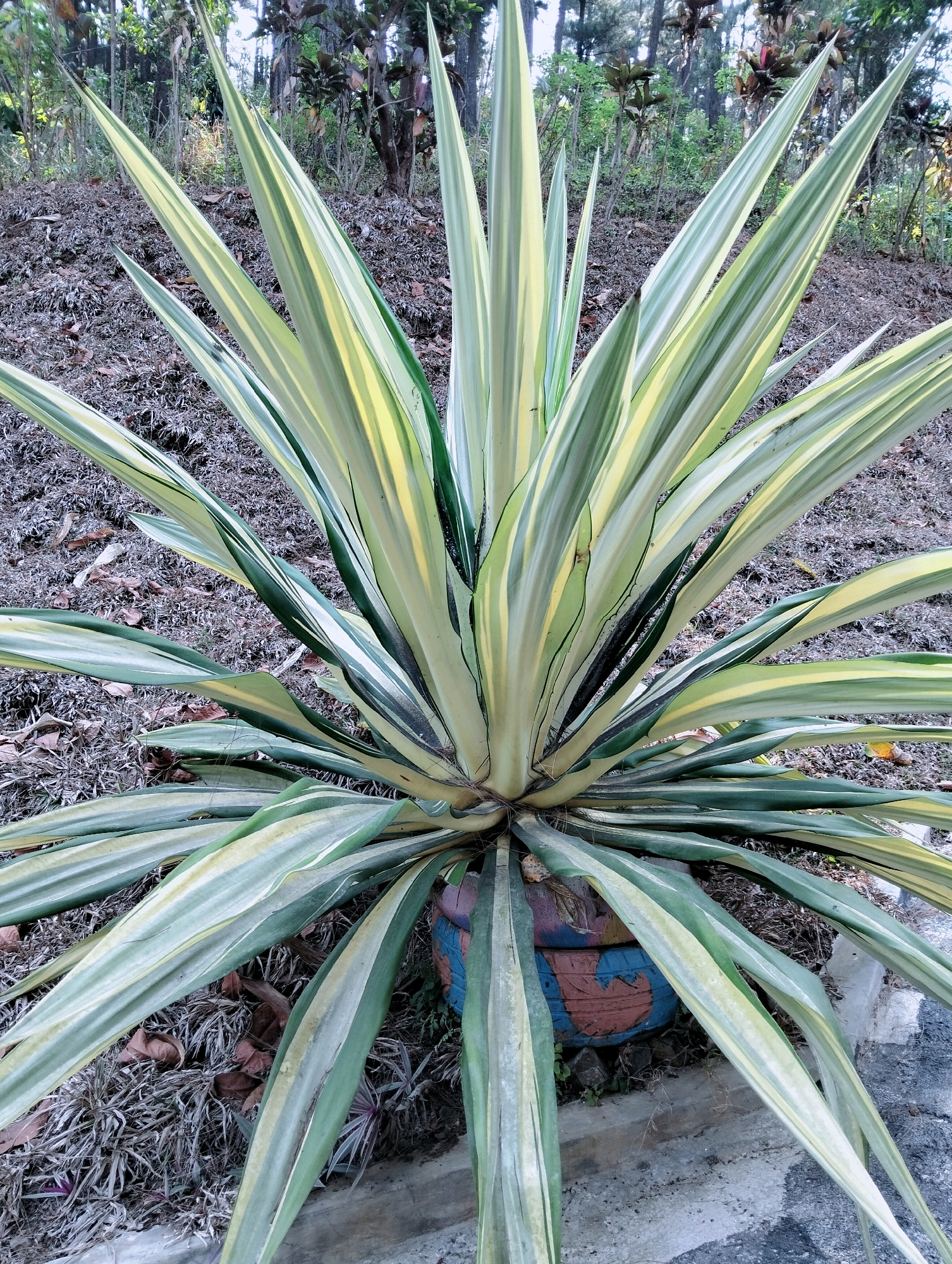 An agave plant with variegated green and yellow leaves is situated in a decorative pot on the side of a road in Kaliwedi, Indonesia. The plant's sharp, sword-like leaves radiate outwards from a central rosette. The ground surrounding the plant is covered in dry leaves and mulch. In the background, there is dense vegetation and trees. The pot is round and painted with a pattern of red, blue, and yellow swirls. The scene appears to be an outdoor setting, possibly a garden or a roadside planter.