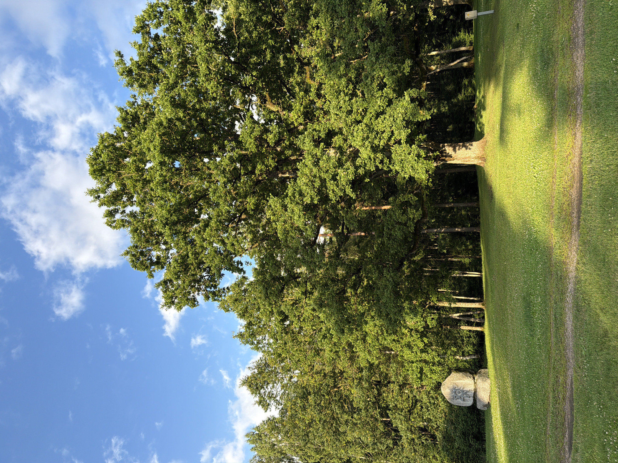 The image depicts a park-like setting with a large, mature oak tree dominating the right side of the frame. The tree has a thick, textured trunk and a expansive canopy of green leaves, casting a long shadow across the manicured lawn in front of it. The lawn is a vibrant green and sparsely dotted with small white wildflowers.
In the background, a dense forest of various trees creates a rich, green wall. To the left of the frame, a large, carved stone monument stands prominently on the lawn. The monument consists of two stacked, irregularly shaped stones, with a circular symbol carved into the upper stone. The symbol appears to be a stylized sun or star with radiating lines.
A gravel path is visible in the foreground, curving from the lower left to the lower right of the image. The sky above is a bright blue, with scattered white, fluffy clouds. The lighting suggests it is late afternoon or early evening, with the sun casting a warm, golden glow on the scene. There are no people or animals visible in the image. This scene is located in Ulbroka, Latvia, within the territory of the Ulbroka Stone Monument.