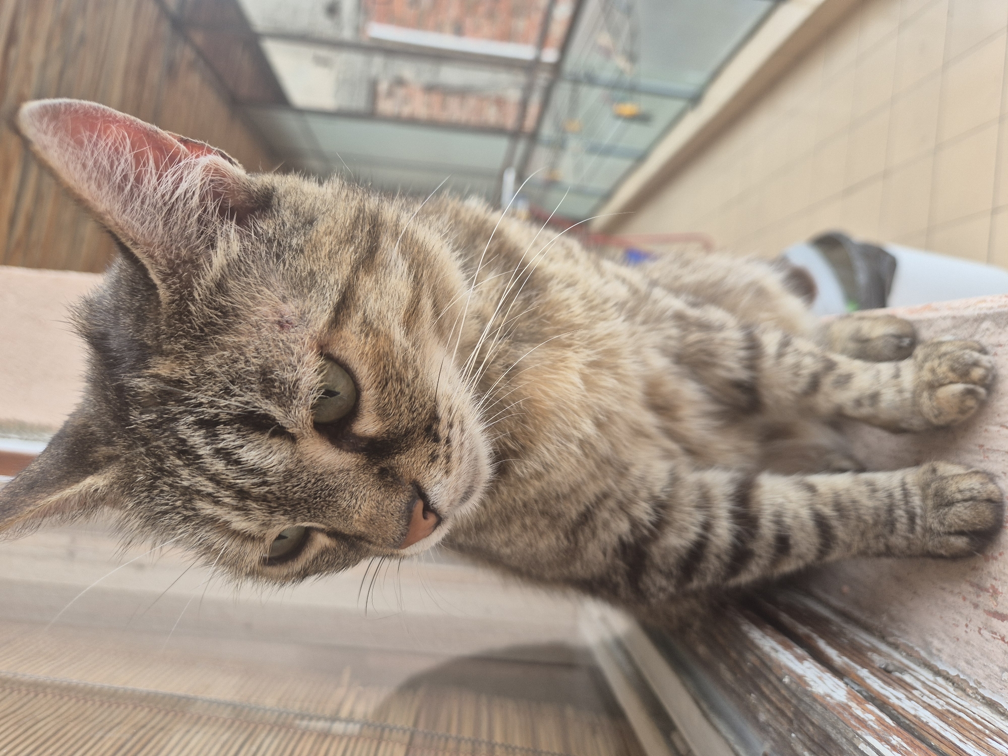 This image captures a domestic tabby cat lying peacefully on a weathered wooden surface. The cat, with its distinctive brown, grey, and black striped fur, is the central subject. It possesses light green eyes, a pink nose, and prominent white whiskers extending from its face. The cat is looking directly towards the viewer with a calm, relaxed, and slightly curious expression.
The cat is positioned on what appears to be a window ledge, balcony railing, or similar elevated wooden structure. The wooden surface shows signs of age and wear. In a detailed crop, a small scab or skin irregularity is visible near the base of one of the cat's ears.
The background is intentionally blurred, providing depth and context without distracting from the main subject. Visible in the soft-focus background are elements suggesting an architectural setting, including what looks like a transparent or glass roof structure, possibly a pergola or skylight, and sections of a building with tiled walls. The bright, natural illumination indicates that the photograph was taken during the daytime. The overall scene suggests an outdoor or semi-outdoor location, such as a balcony or sunroom in an urban or suburban environment. No visible text is present in the image.