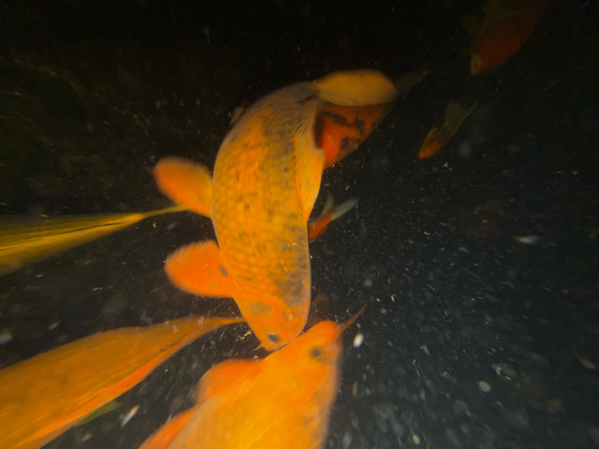 The image displays an underwater scene featuring several orange-colored fish, likely koi or goldfish, swimming in a dark aquatic environment. The main subject is a large, vibrant orange fish with scattered dark markings on its body, positioned in the upper-middle section of the frame and swimming towards the bottom right. Its fins are extended, and its scales are visible.
Another prominent orange fish is situated in the bottom center and right, its head and upper body in clearer focus. This fish has noticeable dark eyes and a barb-like projection near its mouth. It appears to be interacting with or closely positioned next to the body of the larger fish, with its snout touching. Partially visible in the background and to the left are other orange fish, contributing to a sense of a larger group.
The water is dark, almost black, and contains numerous small, sparkling white specks throughout. These specks could be particulate matter, air bubbles, or reflections from light sources illuminating the underwater scene. The lighting emphasizes the bright orange of the fish against the deep, dark background. There is no visible text in the image. The scene is set in an aquatic environment located in Đà Nẵng, Vietnam.
