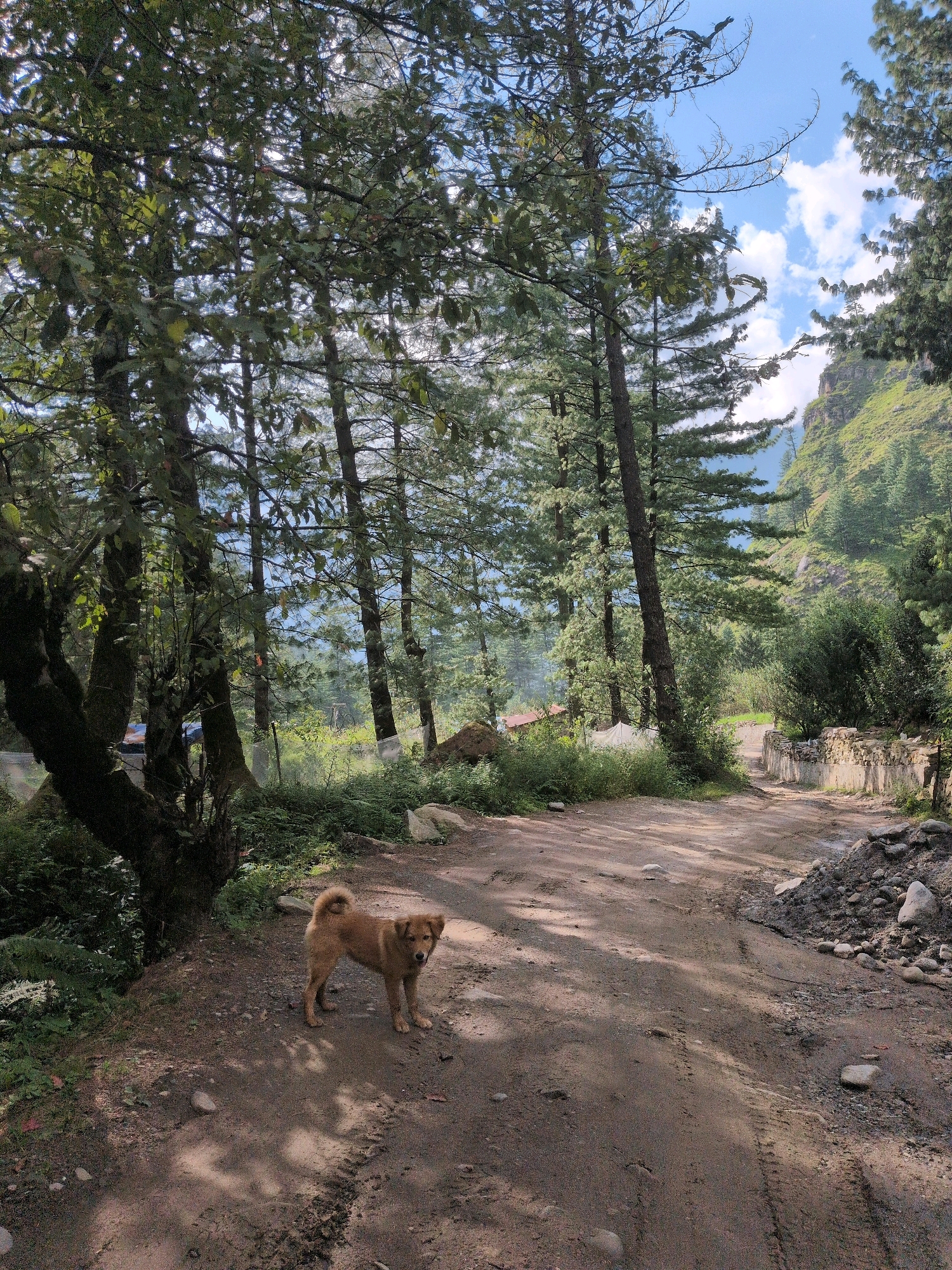 A medium-sized, light brown dog with a bushy tail stands on a dirt road in a mountainous, wooded area. The dog is facing the camera, with its head slightly tilted. The road is a rough, unpaved path that winds through a forest of tall, coniferous trees. Sunlight filters through the trees, casting dappled shadows on the ground. In the background, a steep, green mountainside rises under a bright blue sky with scattered white clouds. The scene appears to be in a rural or natural setting, possibly a village or a trekking route. There are no people visible in the image. The location is identified as Dashal, India.