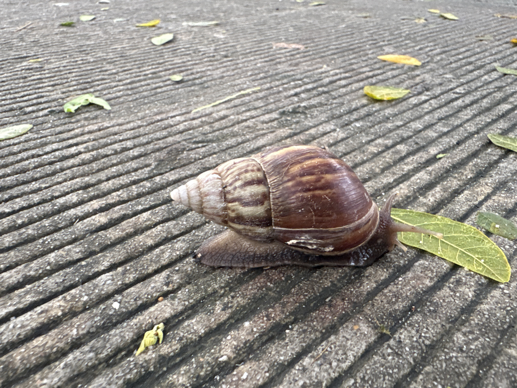 A large land snail is crawling on a textured concrete surface in Sakhu, Thailand. The concrete has parallel grooves and scattered fallen leaves, some of which are green and yellow. The snail has a brown, spiral shell with lighter brown bands and a dark grey, elongated body. It is positioned diagonally across the frame, with its head extended forward. The lighting suggests it is daytime, with shadows cast by the snail and leaves on the concrete.