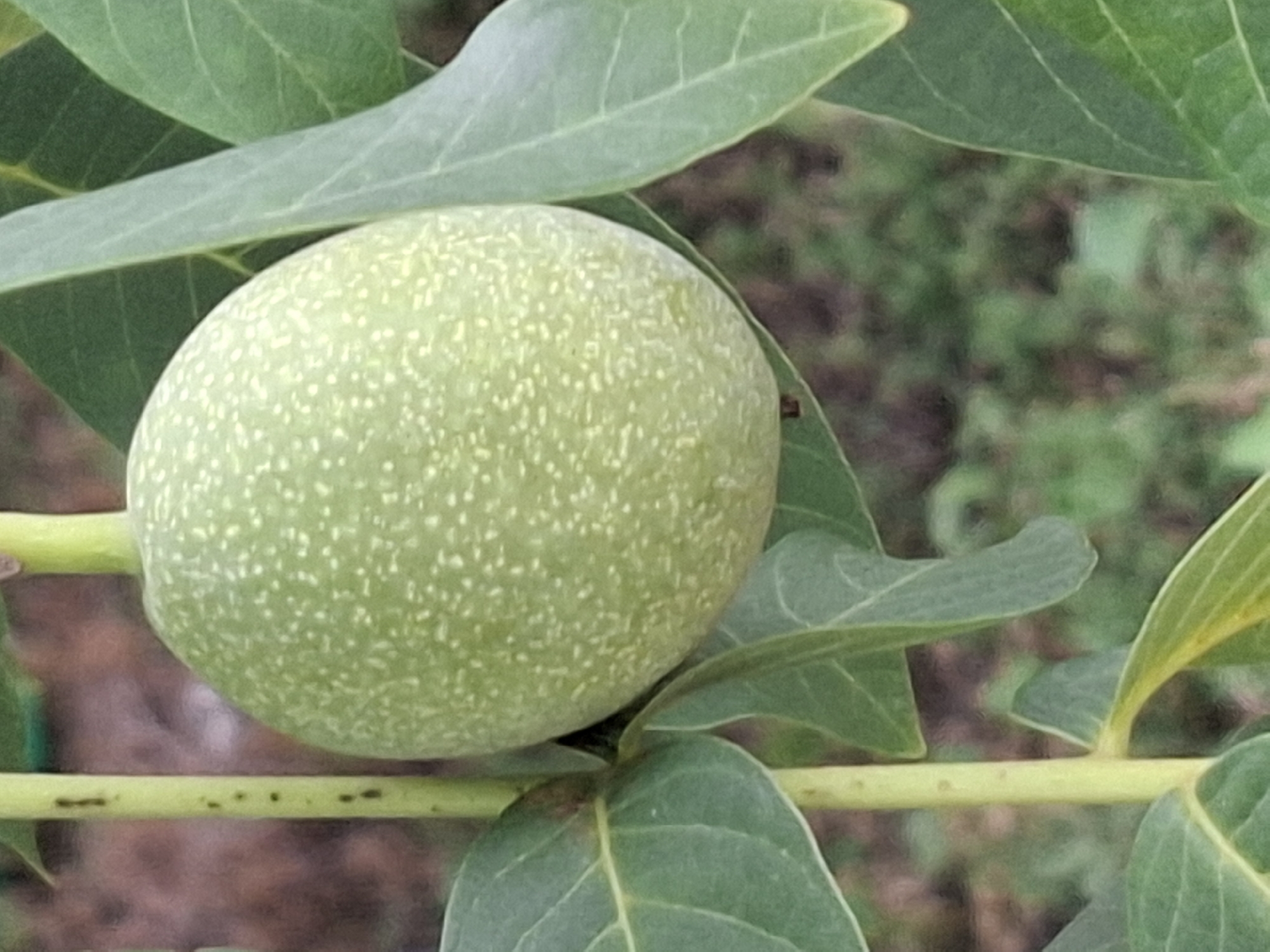 The image is a close-up shot of a green, round, unripe walnut on a tree branch. The walnut has a textured surface with small, lighter green speckles. It is surrounded by large, vibrant green leaves, some of which are in focus while others are blurred. A light green stem is visible to the left of the walnut, with several small, dark spots on its surface. The background is a blur of brown and green, suggesting foliage and perhaps the ground. The image is taken from a slightly low angle, looking up at the walnut. There is no indication of a specific location within the city of Almaty, Kazakhstan, or any people, actions, or interactions.