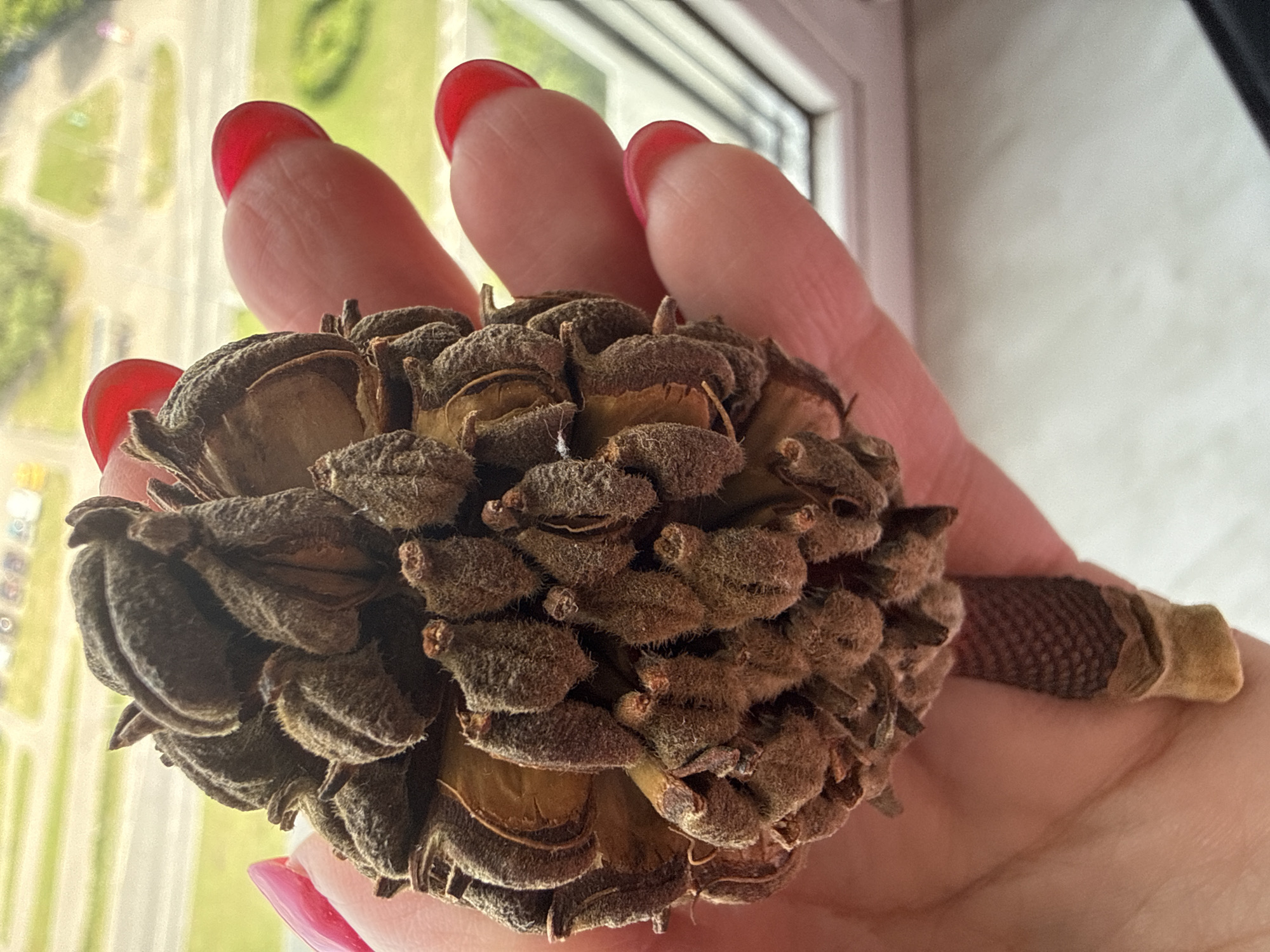 A close-up shot shows a person's hand holding a dried magnolia seed pod. The seed pod is brown and textured, with several opened carpels revealing lighter-colored interiors. The hand has bright red nail polish and is positioned in the foreground. In the background, out of focus, is a window with a view of a city, appearing to be Moscow, Russia, with buildings and greenery visible.