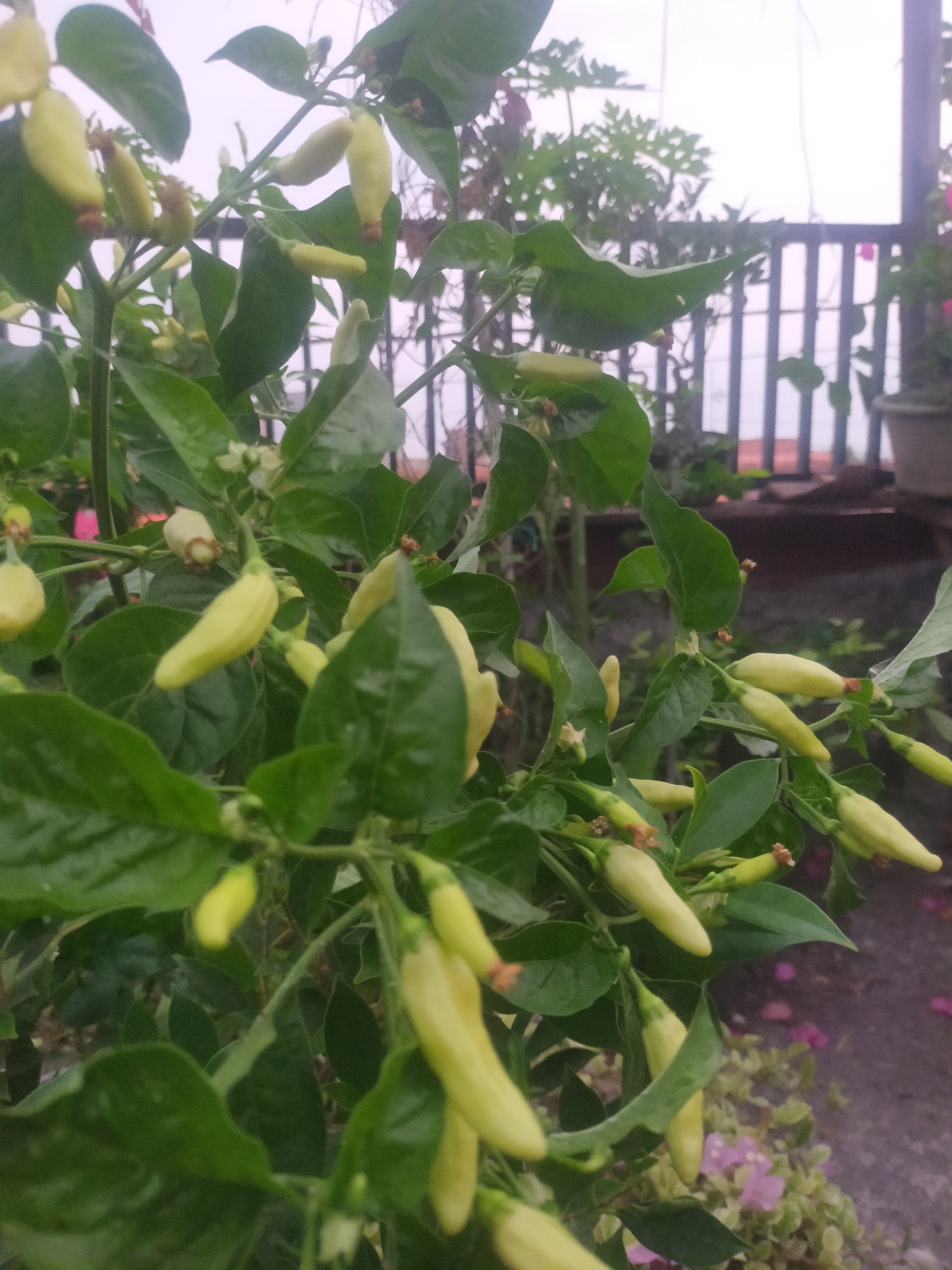 The image shows a close-up of a plant with numerous small, pale green chili peppers growing on its branches. The peppers are elongated and slightly curved, with some showing a hint of red at their tips. The plant has abundant dark green leaves, some of which appear wet, suggesting recent rain or watering. In the background, a wooden fence with vertical slats is visible, and beyond that, a hazy, overcast sky. There are also some blurred pink and purple flowers on the ground in the lower right portion of the image, and a dark pot containing a plant is partially visible on the far right. The scene appears to be an outdoor setting, possibly a garden or balcony in Tegalandong, Indonesia, given the mention of this location, although there are no definitive markers to confirm this specific location. The focus is entirely on the chili pepper plant and its produce.