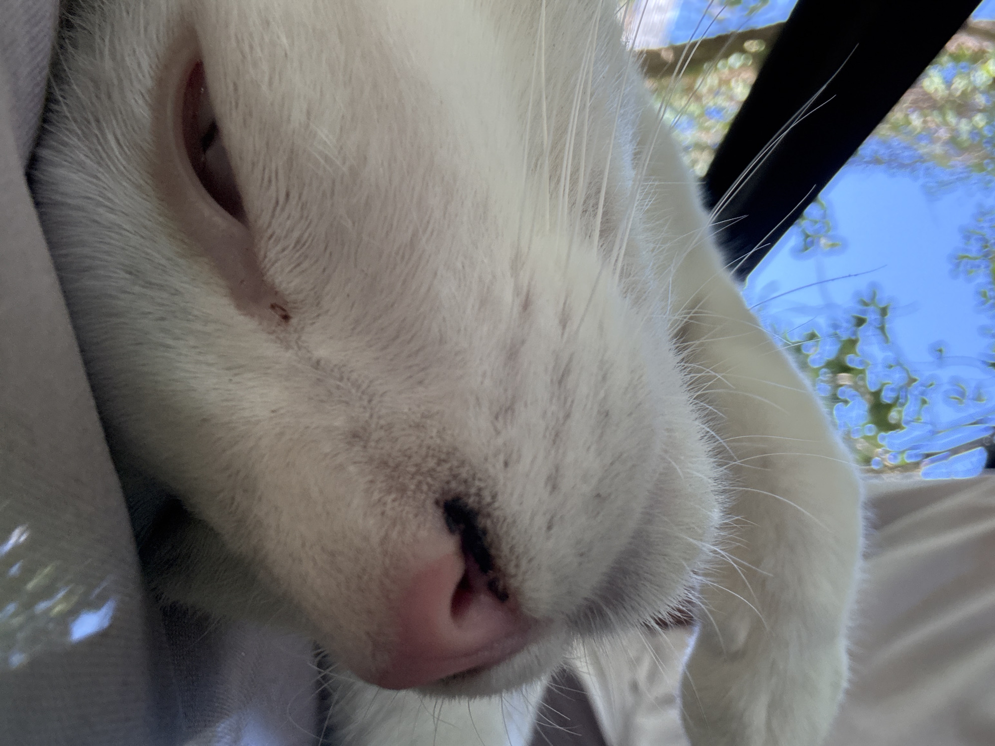 A close-up, low-angle shot captures a white cat's face as it sleeps, tilted on its side. The cat's pink nose and partially open mouth are prominent. Its white fur is soft and fluffy, with long whiskers extending outwards. In the background, out of focus, is a bright blue sky with hints of green foliage, suggesting an outdoor setting. A dark, curved object, possibly a car window frame, is visible on the left side of the image. The scene is likely a tranquil moment of rest for the feline.