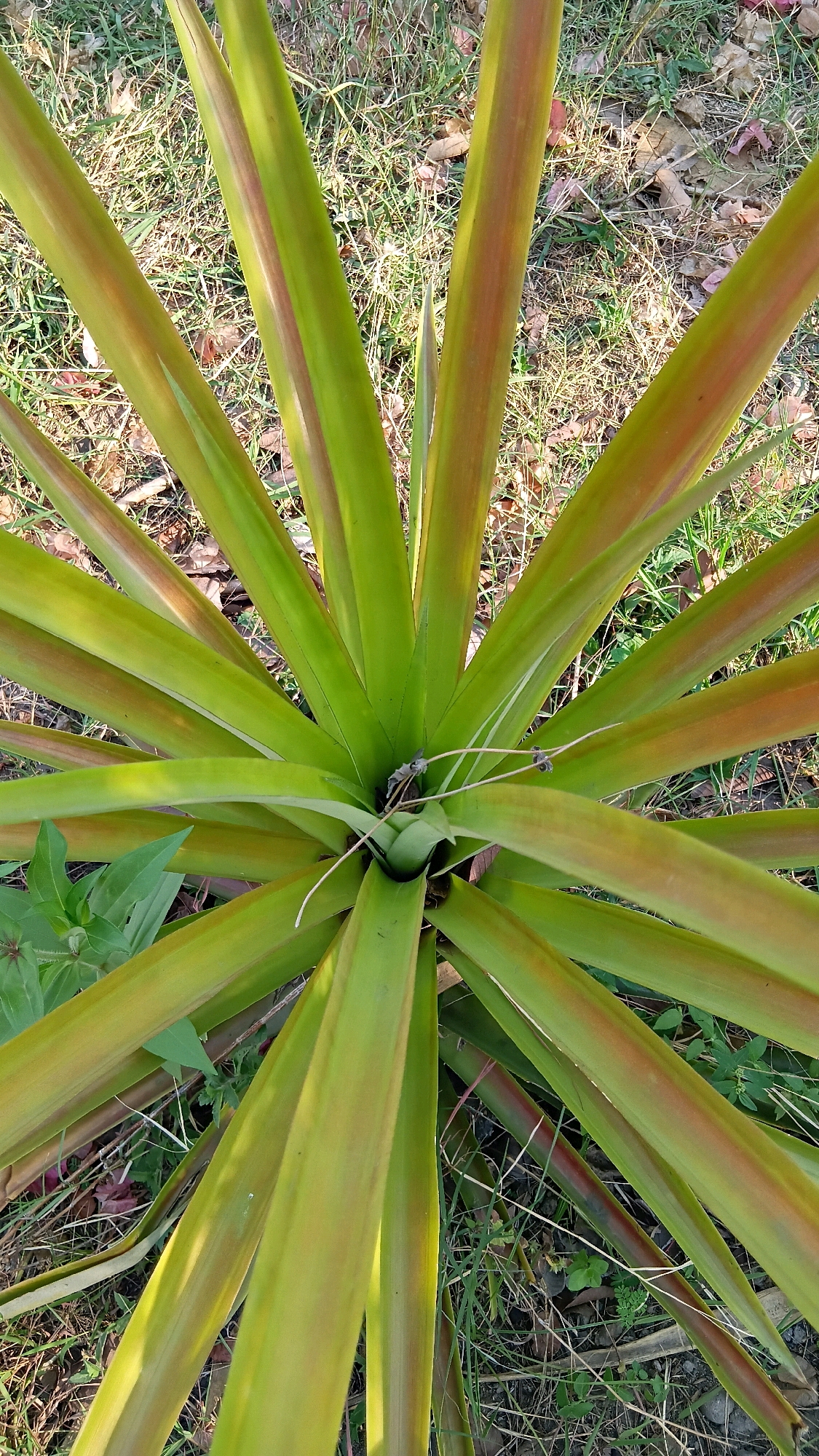 A close-up, top-down view captures the vibrant green, blade-like leaves of a pineapple plant. The leaves, tinged with hints of reddish-brown, radiate outwards from a central point, creating a starburst pattern against the dry, grassy ground. The environment suggests an outdoor setting, likely in Klorogan, Indonesia, where the dappled sunlight highlights the plant's texture and the surrounding detritus of fallen leaves and dry grass. The image is devoid of any human presence or discernible activity, focusing solely on the natural beauty of the pineapple plant in its environment.