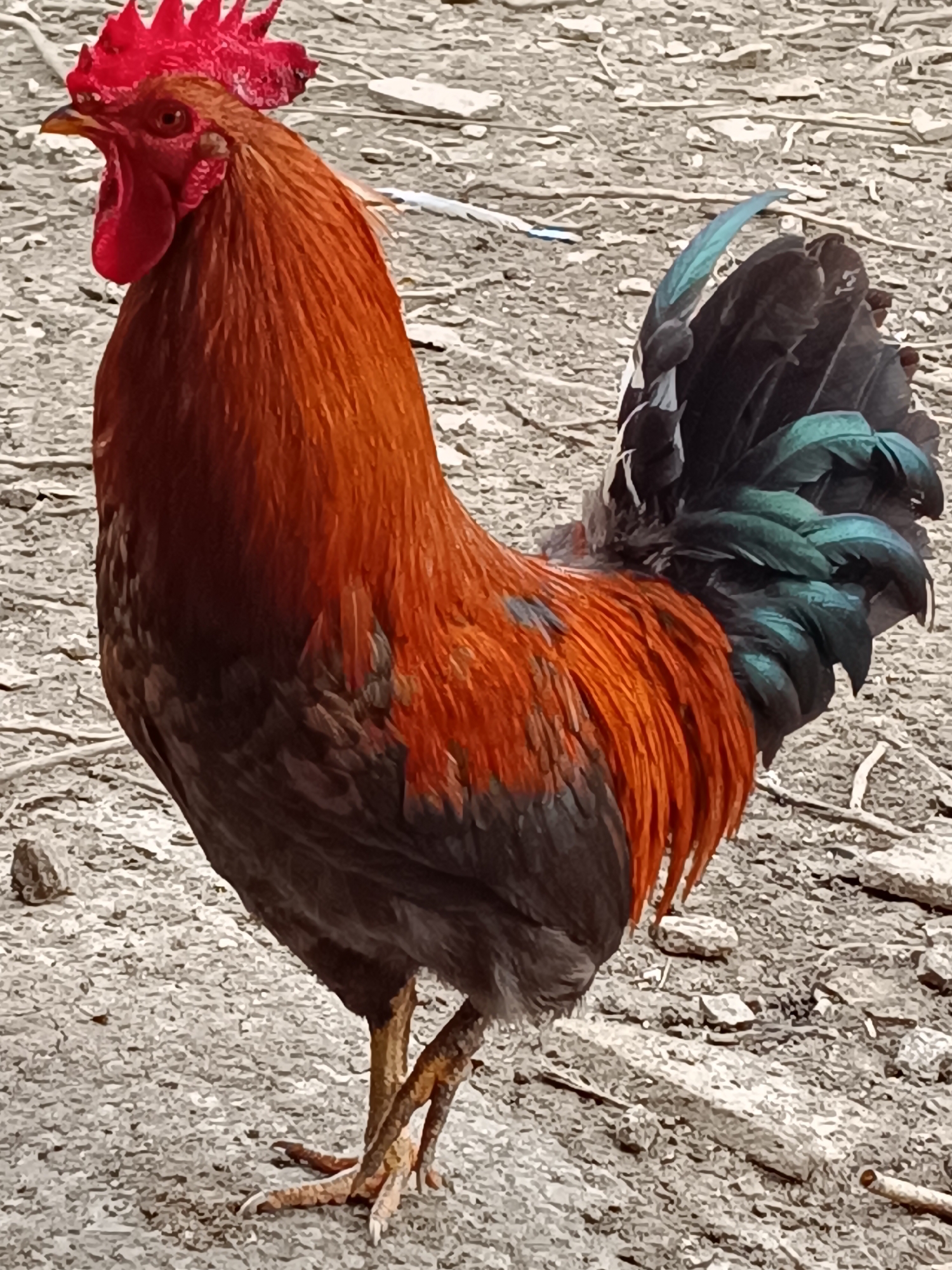 A full-body shot of a rooster standing on what appears to be a dirt or gravel ground. The rooster has a vibrant red comb and wattle, with red and orange feathers on its neck and upper body. The lower part of its body is darker, with black and iridescent green tail feathers. The ground is a light gray-brown color with small pieces of debris scattered around. The location, Vasil Drumev, Bulgaria, is not discernible from the image.