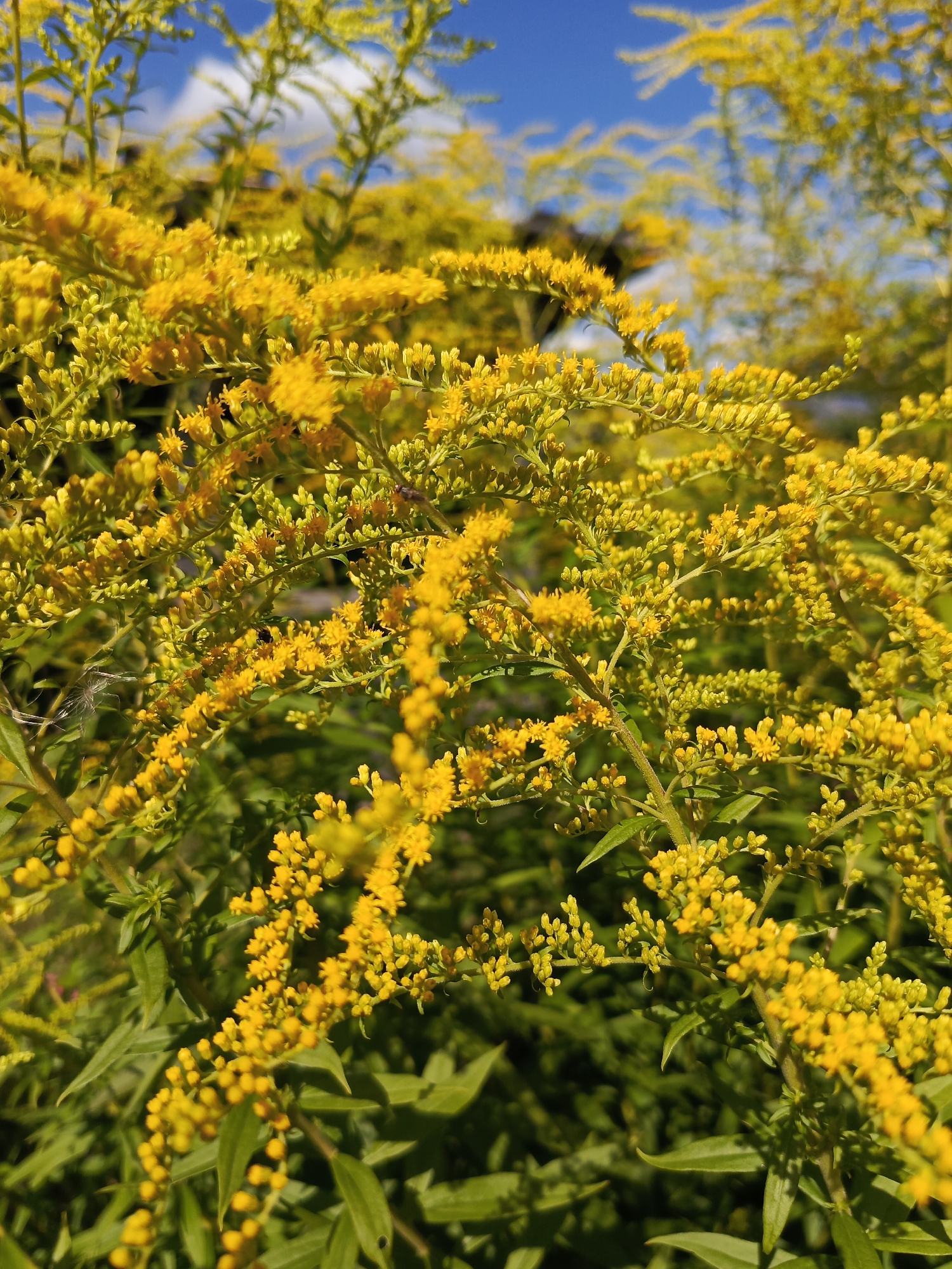 A close-up, slightly angled shot showcases a dense cluster of bright yellow goldenrod flowers under a bright blue sky with scattered white clouds. The foreground is dominated by the feathery plumes of the goldenrod, with smaller clusters of buds visible. The stalks are green, and some green leaves are interspersed among the flowers. A few small insects are visible on the flowers. The background is blurred, suggesting the plants are outdoors in an open area. The image was taken on Kauchuk Stantsiya, Russia.