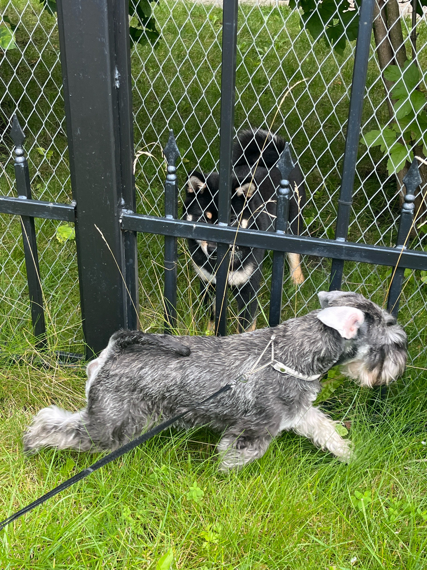 In Vladimirovka, Russia, a miniature schnauzer on a leash is positioned in the foreground, facing right and looking towards a black metal fence. Behind the fence, a black and tan dog with pointed ears is visible, also looking towards the schnauzer. Both dogs are in a grassy area with a hedge in the background. The schnauzer is in motion, with its front paws forward, suggesting it is walking or preparing to move. The scene appears to be an outdoor encounter between two dogs separated by a fence.