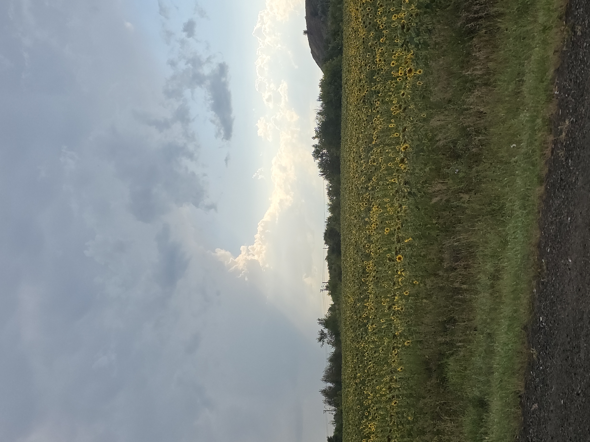 The image depicts a vast field of sunflowers under a dramatic sky. The sunflowers, mostly facing forward, fill the lower half of the frame, their yellow petals contrasting with the green foliage. A line of trees and utility poles stretches across the horizon behind the field. The sky is a mixture of dark, heavy clouds on the left, with a shaft of sunlight breaking through on the right, illuminating fluffy white clouds and casting a soft glow on the landscape. A small, rounded hill is visible on the far right edge of the horizon. The foreground shows a strip of tall green grass and a rough, dark surface, possibly a road or path. The scene appears to be set in a rural area, characteristic of the outskirts of a city like Nagorny, Russia, where agricultural fields are common. There are no people or animals visible in the image, and no specific actions or interactions are taking place. The environment is natural and agricultural, under a dynamic sky suggesting impending or receding weather.