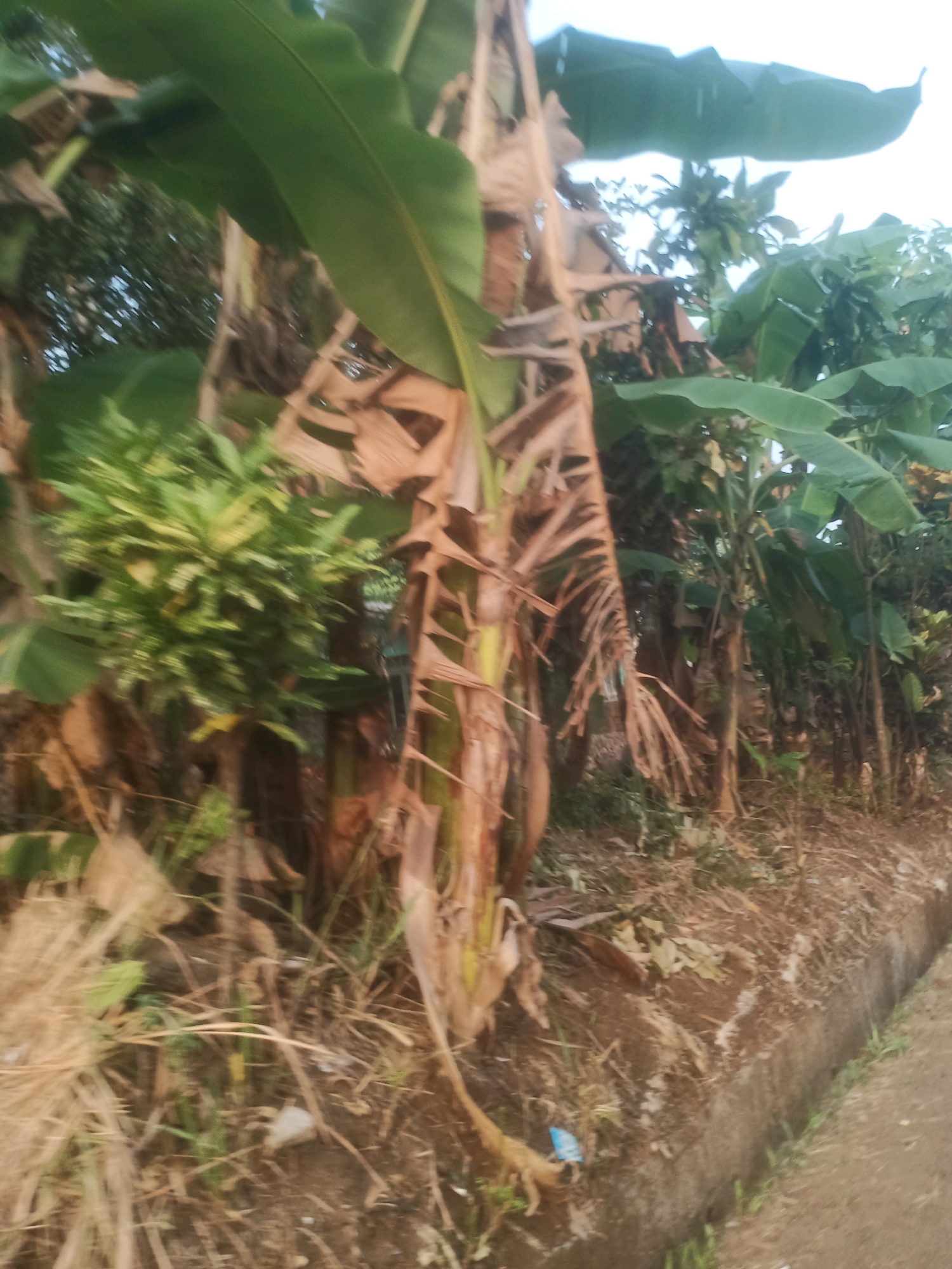 In Ciseeng, Indonesia, a roadside scene unfolds with lush tropical vegetation, dominated by banana trees. The image captures a natural, somewhat untamed environment with tall, green banana leaves arching upwards. The foreground is a blur of dried grass, fallen leaves, and the rough, brown texture of banana stalks. A concrete drainage ditch runs along the right side of the frame, with the edge of a dirt path visible beside it. The background is filled with more dense foliage and the sky, which appears overcast or bright. The overall impression is one of a rural or semi-rural setting with a focus on the abundant plant life.
