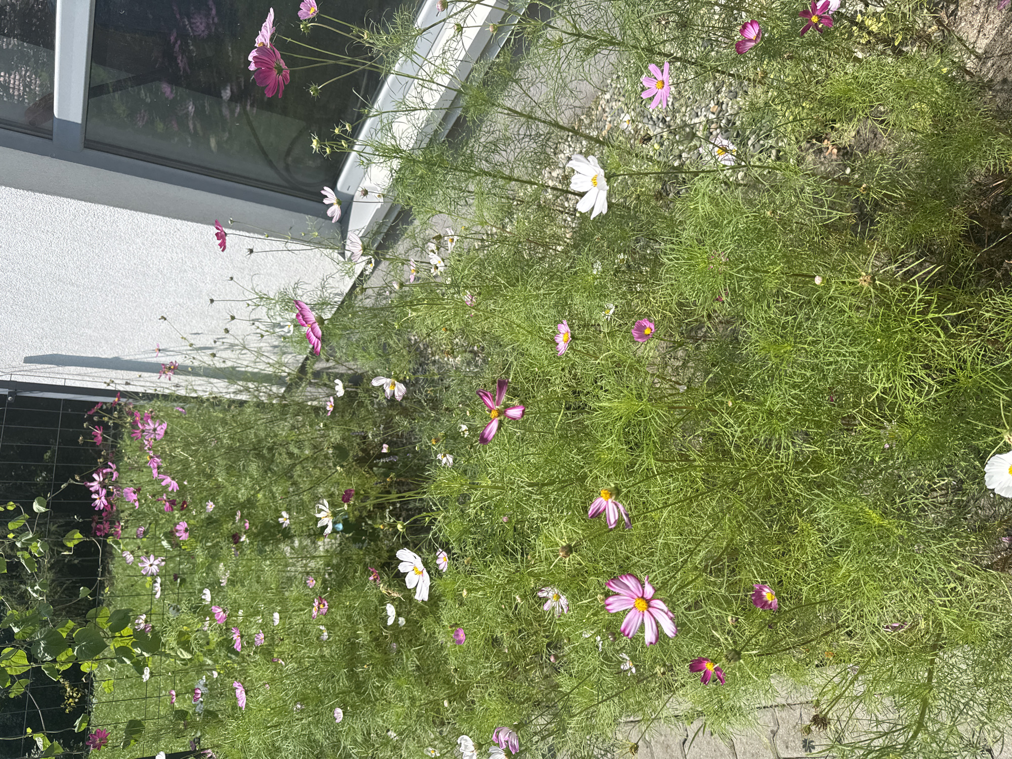 In Katowice, Poland, a lush garden bed of cosmos flowers borders a modern building with a white, textured wall and a large window. The flowers, in shades of pink and white, are in full bloom, with delicate petals and yellow centers. They grow tall and abundant, creating a vibrant display of natural beauty against the stark architectural backdrop. The ground is covered in a mix of grey paving stones and small, light-colored gravel. A black metal fence runs along the edge of the garden, partially obscured by the greenery and a climbing vine. The scene is bathed in bright sunlight, casting shadows and highlighting the textures of the flowers and the building.