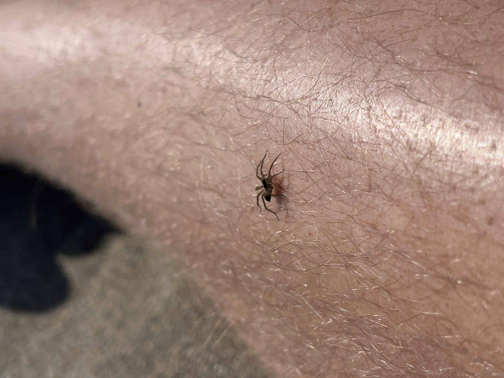 A small, brown spider with eight legs is positioned on the skin of a person's leg. The leg is covered in fine, light-colored hairs. The background is blurred, but appears to be a rough, textured surface, possibly clothing or upholstery. The lighting suggests an outdoor environment, possibly in Krasnoturansk, Russia, given the context provided.