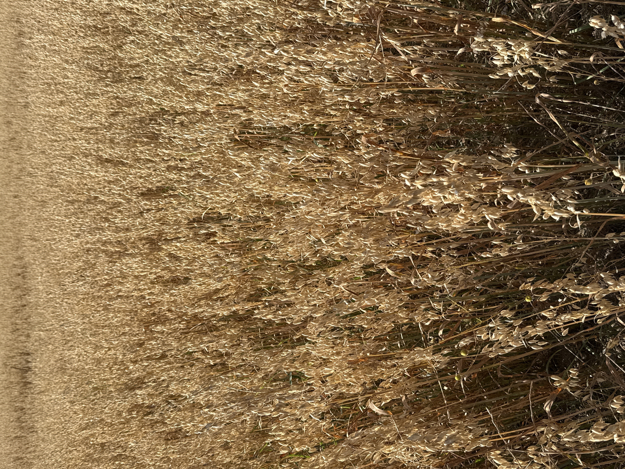 The image depicts a close-up, eye-level view of a dense field of ripe oats in Walkenried, Germany. The stalks are a uniform golden-brown color, indicating they are ready for harvest. The focus is on the texture and density of the crop, with individual oat heads clearly visible, each containing multiple grains. The lighting suggests it is daytime, with sunlight illuminating the tops of the plants, creating a warm, textured surface. The background is a soft blur of more oat stalks, extending into the distance. The overall impression is one of a mature agricultural field, characteristic of the rural landscape surrounding Walkenried. There are no people or animals present in the image.