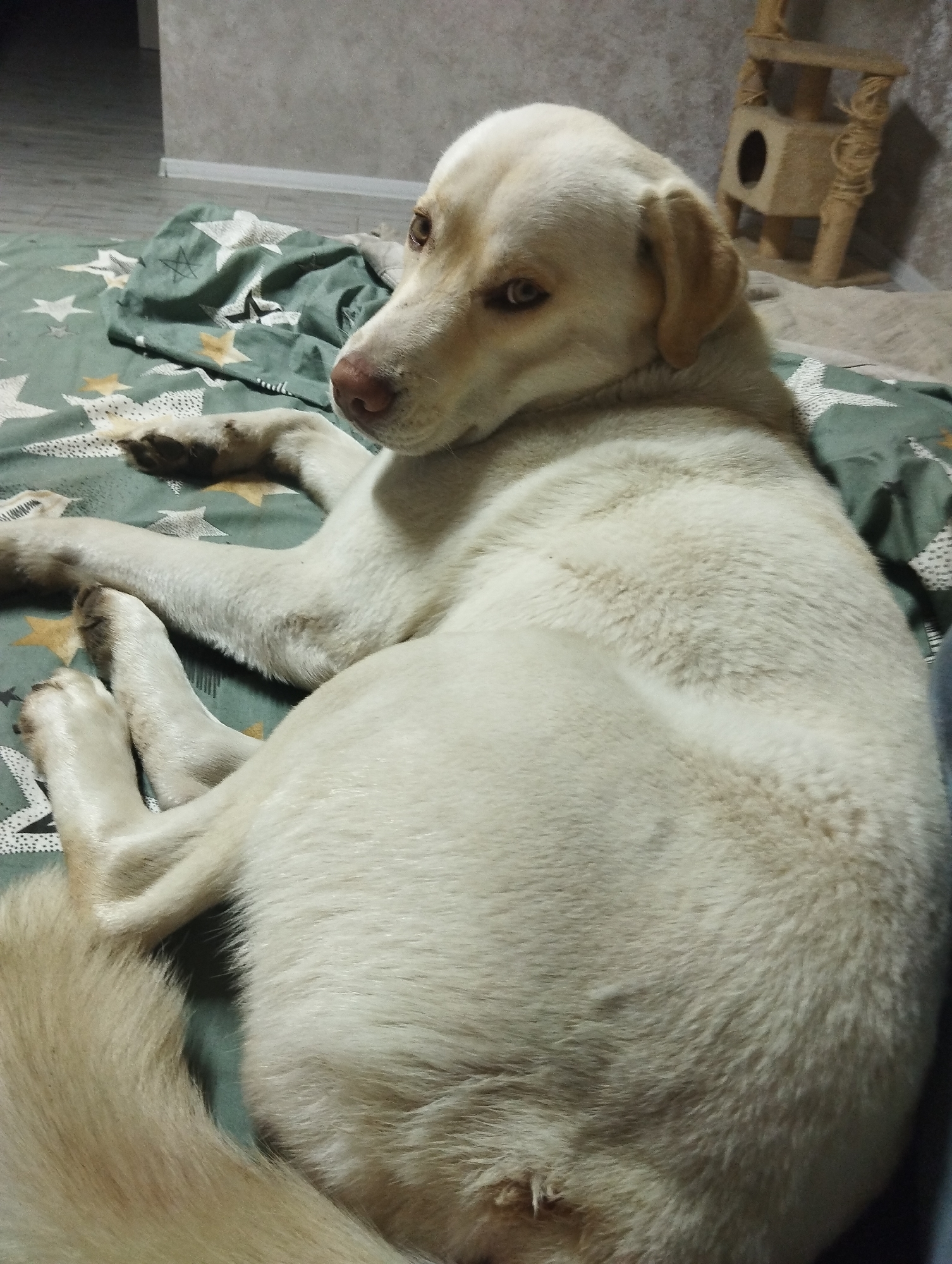 A light-colored dog, likely a Labrador or a similar breed with cream to pale yellow fur, is the central subject of the image. The dog is lying down on a green blanket adorned with white and yellow star patterns, with its body curled and its head turned to look over its left shoulder. Its eyes are a light brown or amber color, and its expression appears calm and watchful. Its nose is pinkish-brown.
The dog's paws are visible, resting on the blanket. In the background, to the right, a wooden cat tree or scratching post with multiple levels and a circular opening can be seen. The background also shows a light-colored wall, possibly grey or beige, and a wooden floor visible at the bottom left. The lighting is soft and ambient, suggesting an indoor setting without direct sunlight. There is no visible text in the image. The scene depicts a relaxed domestic moment in an indoor environment, located in Grishanki, Russia.