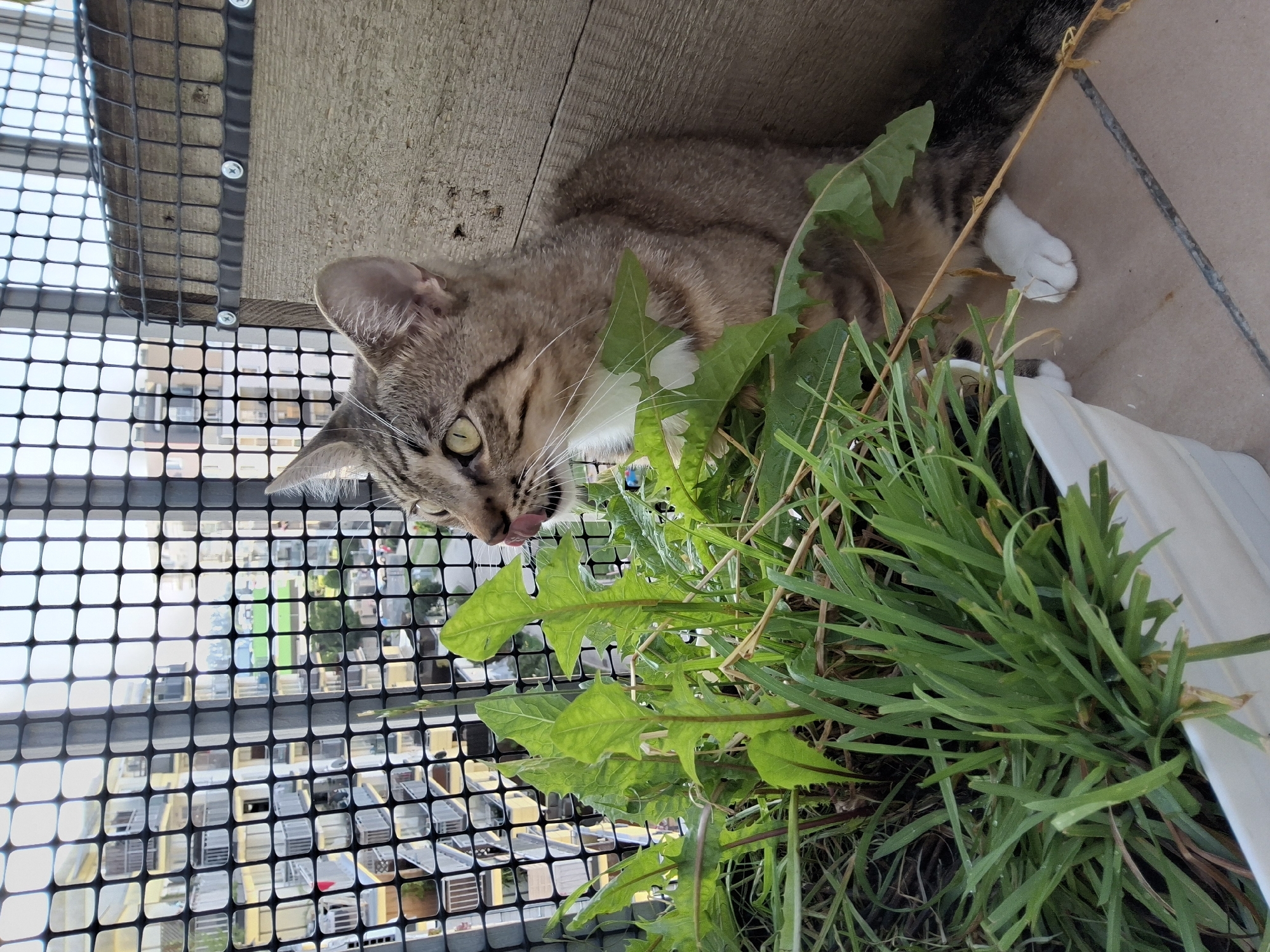 A tabby cat with green eyes and white paws sits on a tiled balcony overlooking a cityscape. The cat is licking its lips, facing left, with a planter of grass and leafy green plants in front of it. Behind the cat is a wooden structure, and a black safety net covers the balcony railing. Buildings and a clear sky are visible through the net. The scene appears to be a residential balcony in Warsaw, Poland, given the architectural style of the buildings.