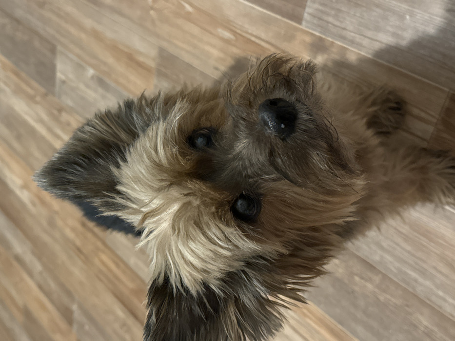 A small, furry dog with pointed ears gazes upwards. The dog’s coat is a mix of light brown and dark gray. Its dark eyes and nose are prominent. The dog is positioned on a light-colored wood floor. The camera angle is slightly above, capturing the dog's head and shoulders.