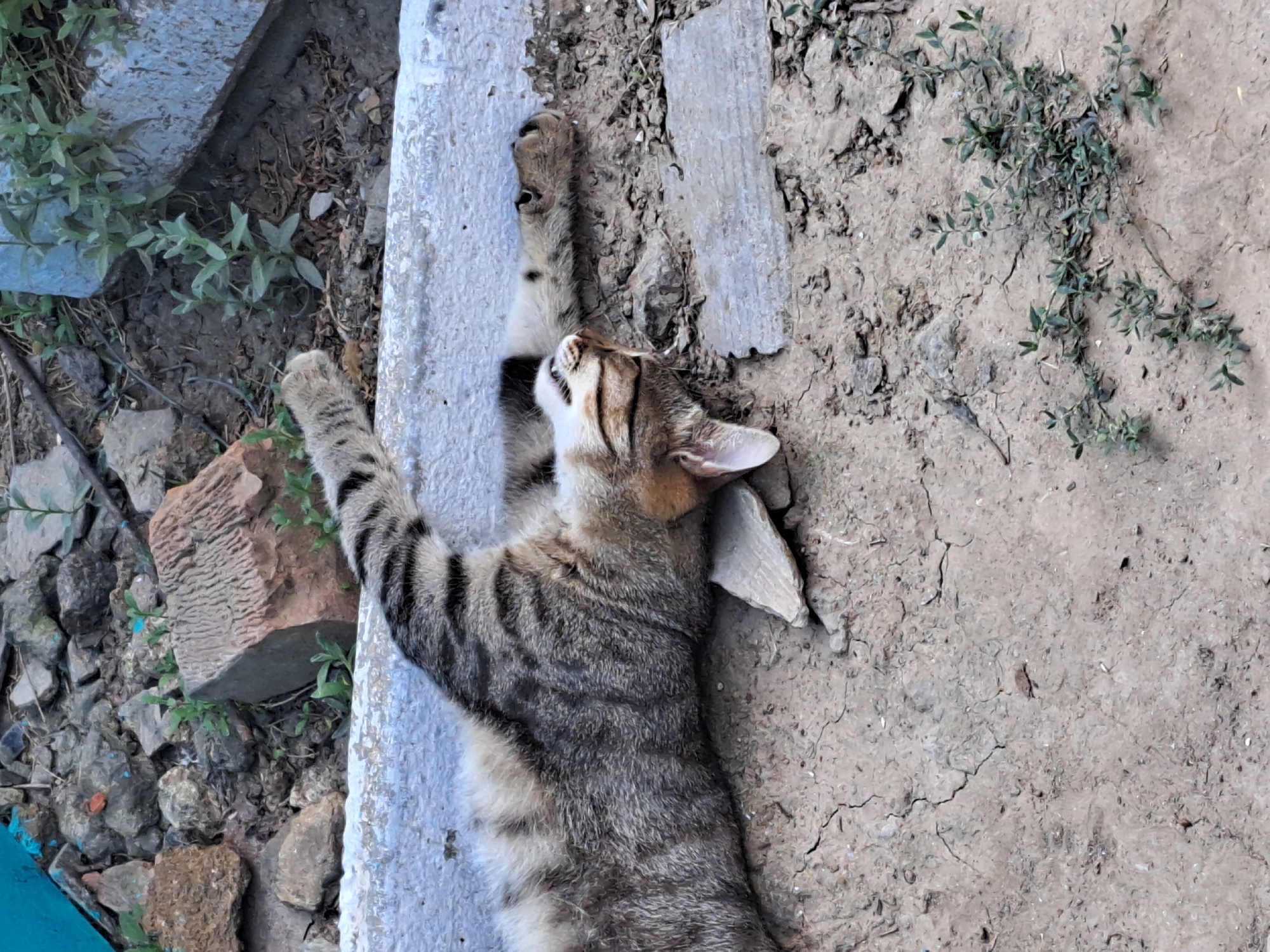 A tabby cat is lying on its back on the ground with its legs stretched out. The cat has gray and black stripes and its eyes are closed. It appears to be sleeping or resting. The ground is dry and cracked, with some small pebbles and bits of greenery scattered around. In the background, there is a white concrete ledge and some rocks and plants. The scene appears to be outdoors in an urban or suburban environment, possibly in Vypasne, Ukraine.