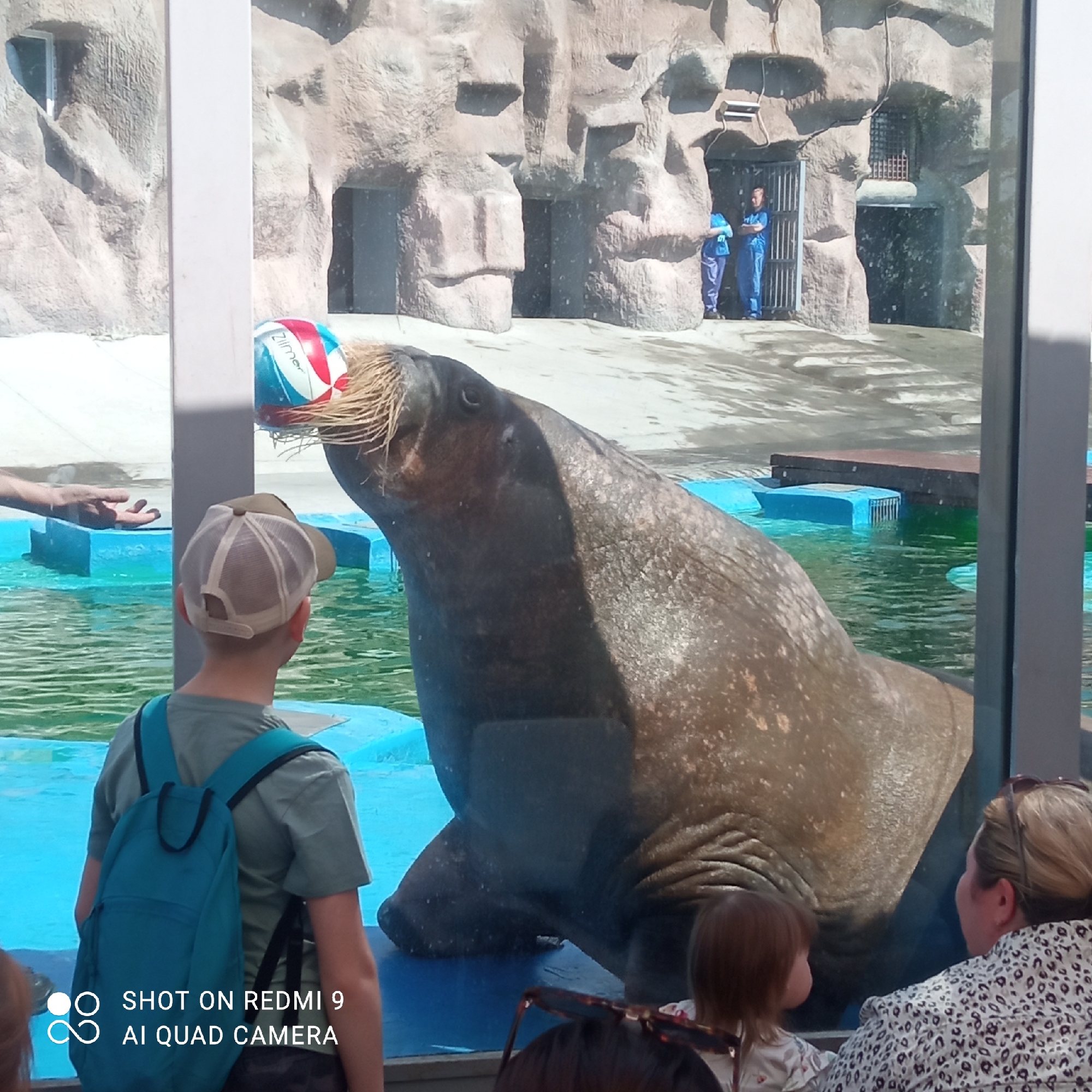 The image shows a walrus performing with a ball in front of a crowd at the Izhevsk Zoo in Izhevsk, Russia. The walrus is indoors, separated from the audience by a glass barrier. A young boy with a backpack and a woman with a child are visible in the foreground, observing the walrus. In the background, two zoo staff members are visible near the animal's enclosure. The walrus is holding a red, white, and blue ball on its snout. The enclosure features a rocky backdrop and a pool of water.