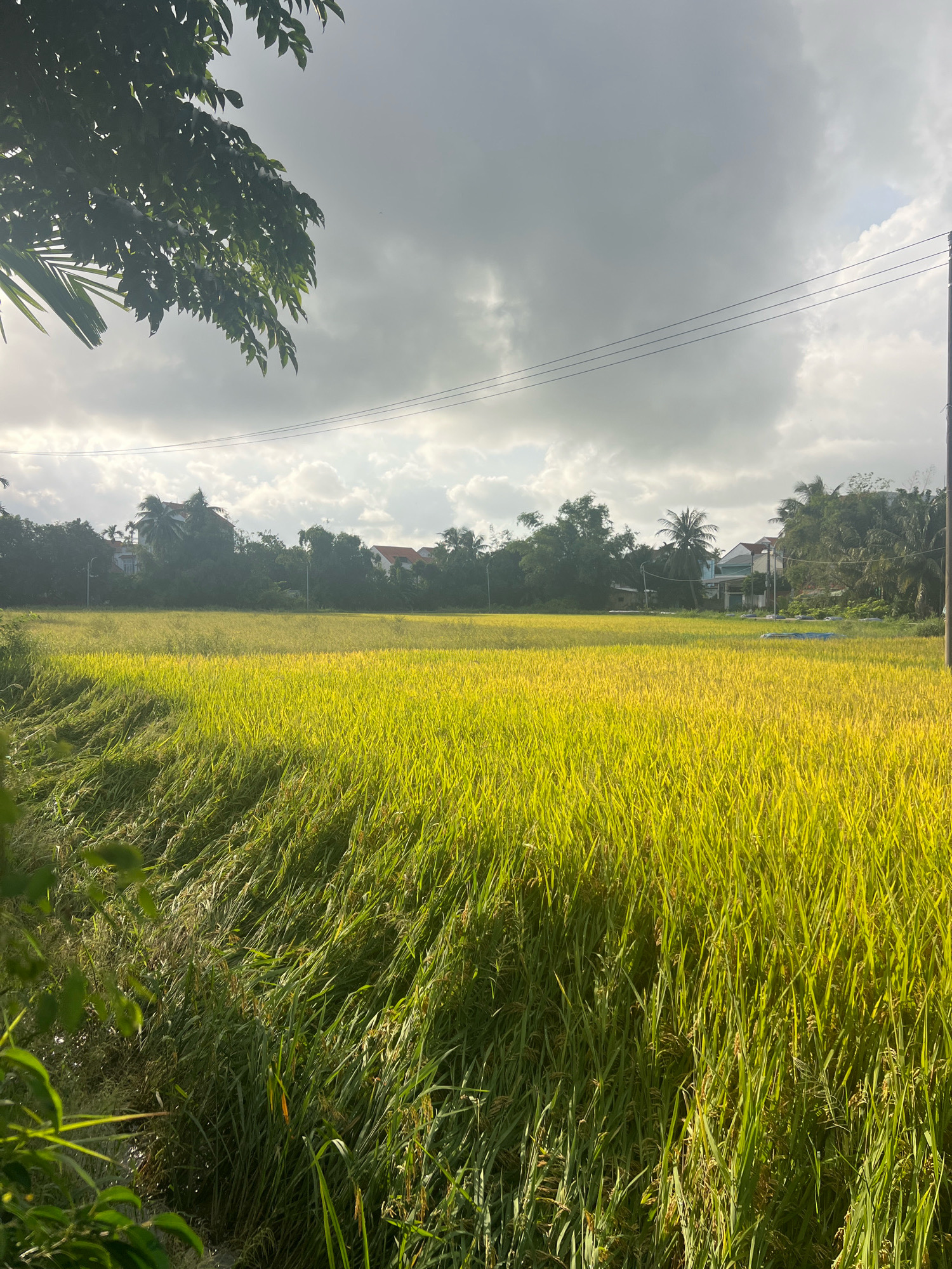 An outdoor, mid-angle, vertical shot captures a rice paddy field under a cloudy sky in Hoi An, Vietnam. The field, lush with green and golden rice stalks, dominates the foreground and midground. In the background, a dense line of trees separates the field from a few houses with red-tiled roofs, some visible above the foliage. A utility pole with power lines runs horizontally across the upper portion of the frame. The lighting suggests either early morning or late afternoon, with soft, diffused sunlight filtering through the clouds, casting a warm glow on the rice. Some of the rice stalks in the lower left appear to be leaning or bent. The overall impression is of a rural landscape in Vietnam.
