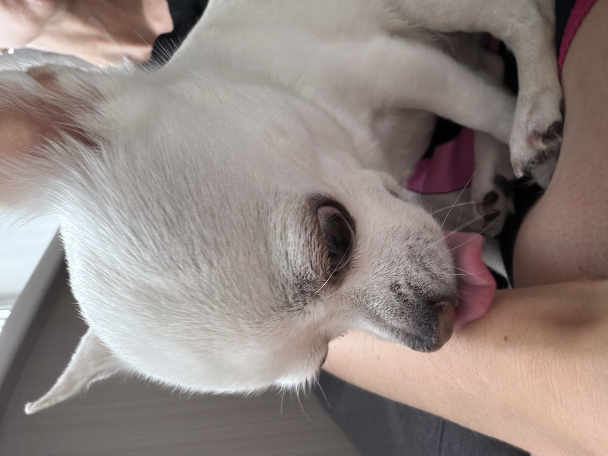 A white Chihuahua-type dog with short hair is licking a human arm. The dog is positioned on a person's lap or side, with some of their clothing visible in the background. The dog's tongue is extended, contacting the skin of the arm. The dog is mostly white, with a grey muzzle. The location is not evident from the image. Birobidzhan, Russia, is not identifiable from the provided content.
