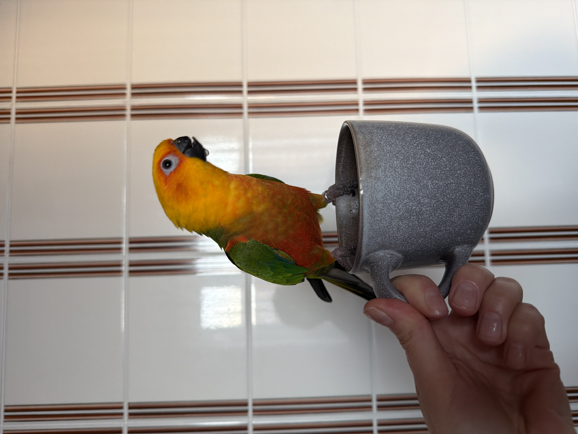 This image, reportedly from the city of Khimki, Russia, captures an indoor scene. A Sun Conure parrot (Aratinga solstitialis), characterized by its vibrant orange-yellow head and chest plumage transitioning to green on its back and wings, and red-orange on its belly, is perched on the rim of a speckled gray ceramic mug. The parrot's dark beak shows a reflective highlight, and its eye features a blue-gray iris surrounded by a white orbital ring. A human hand, with light skin and natural, unpolished nails, grips the handle of the mug from below. The background consists of a white or off-white tiled wall, horizontally laid, accented by vertical narrow brown strips. Reflections are visible on the glossy surface of the tiles.