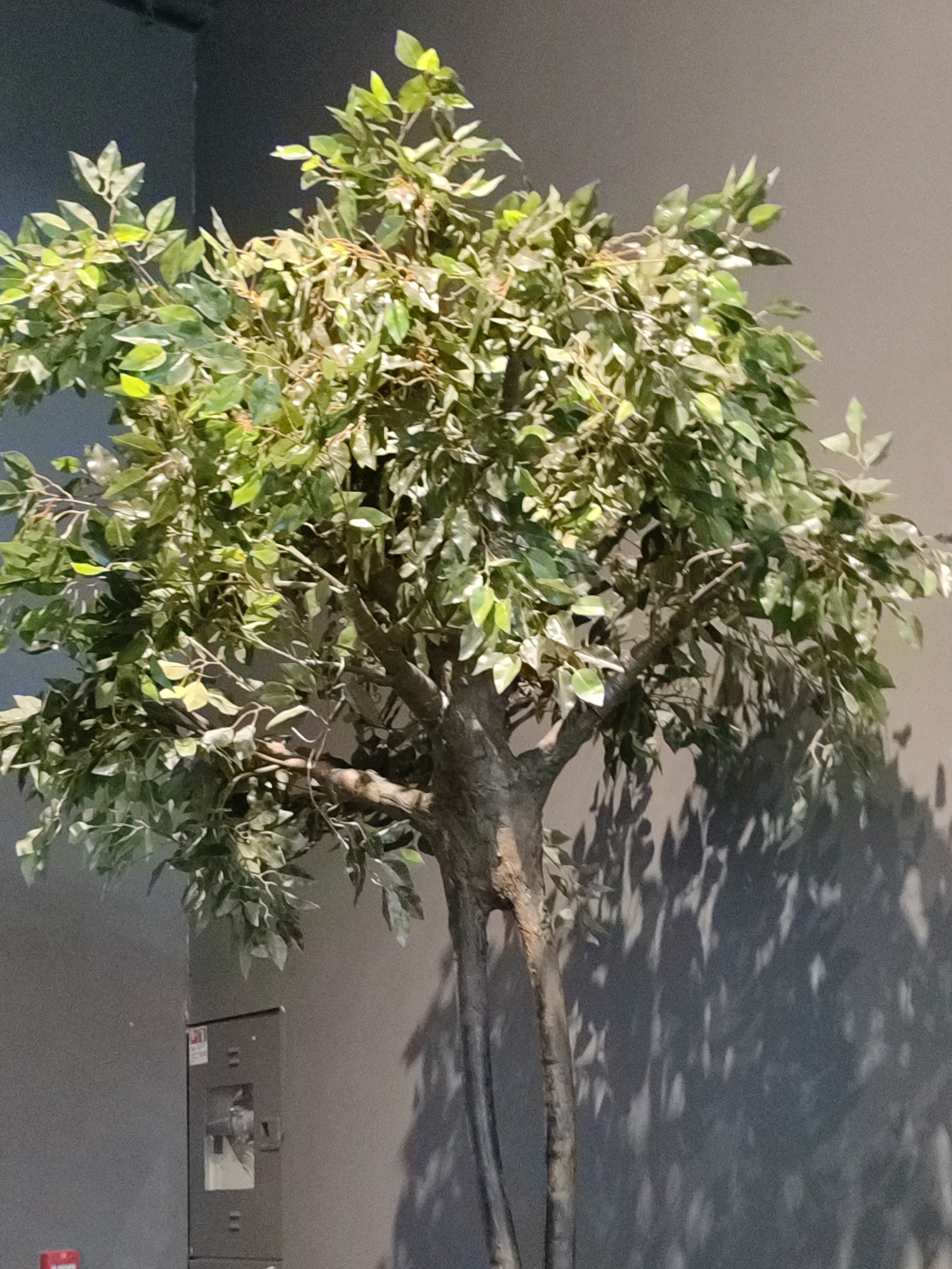 This media file shows a close-up view of a faux tree positioned indoors. The tree has a thick, textured trunk that appears to be made of a realistic material. Its branches are adorned with numerous green leaves, some of which have lighter green or yellowish highlights, suggesting a variation in the foliage or artificial lighting. The tree is placed against a plain, gray wall, which displays dappled shadows cast by the leaves and branches, indicating a light source from the side.
In the lower left corner of the image, part of a dark gray utility box or cabinet is visible, mounted on the wall. This box has several indentations and what appears to be a small, metallic lever or handle on its front. A red and white label with some text is affixed to the top left of this utility box. The overall setting suggests an indoor environment, possibly a commercial space or a lobby, given the presence of the utility box and the artificial nature of the tree.
The lighting in the scene is somewhat dim, with the shadows being quite pronounced, hinting at a time of day when artificial lights are likely the primary illumination source, or it could be an overcast day. There are no people visible in the frame, and the focus is entirely on the artificial tree and its immediate surroundings. The composition is tight, bringing the viewer's attention to the details of the tree's structure and foliage, as well as the textures of the wall and the utility box. The scene is static, with no discernible activity taking place. The location context provided is Almaty, Kazakhstan, but no specific visual cues within the image directly confirm this location.