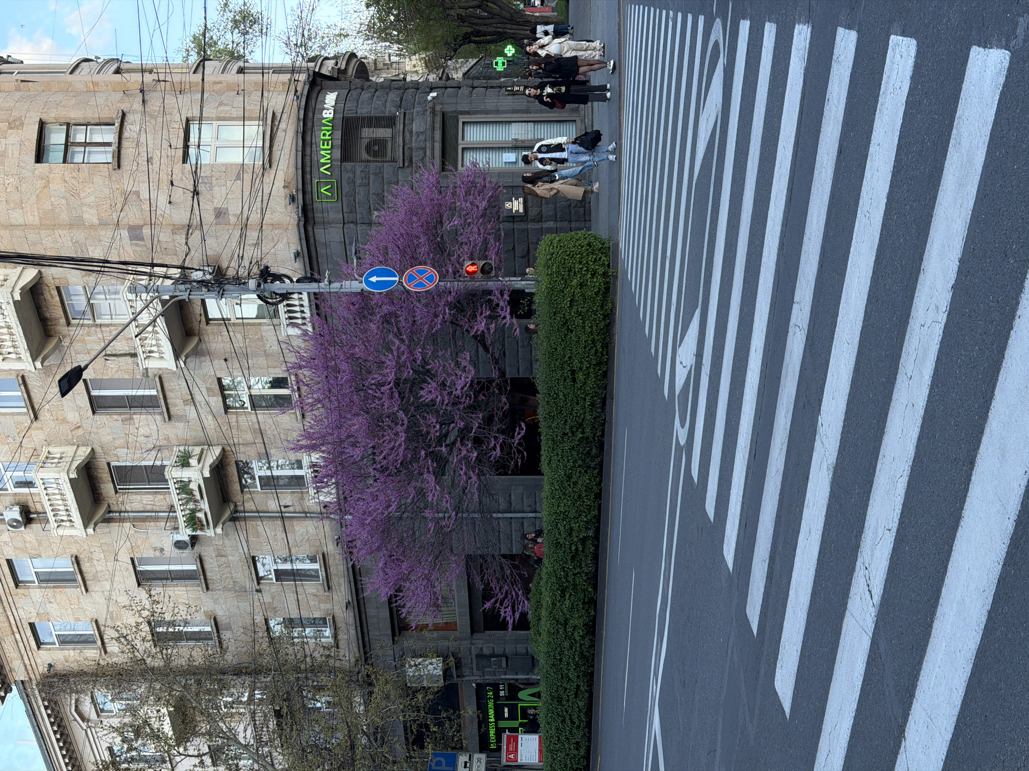 The image displays an urban street scene during daylight hours, likely in Yerevan, Armenia. In the foreground and to the right, a wide pedestrian zebra crossing with bold white stripes is painted across the asphalt road.
On the left side of the street, multi-story buildings with light-colored, rough-hewn stone facades are visible, featuring multiple windows and decorative balconies. A dense tangle of black utility wires crisscrosses in front of these buildings, attached to poles and the structures themselves. Adjacent, a building with a darker stone facade prominently displays an illuminated green sign for "AMERIABANK" and its distinctive "A" logo. Below this, a sign advertises "A EXPRESS BANKING 24/7" with a partial phone number "56 11". Further down, a green cross symbol, possibly indicating a pharmacy, is also visible.
A vibrant tree with abundant purple blossoms, characteristic of a Judas tree or Redbud, stands prominently on the sidewalk in front of the darker building. Alongside it, a neatly trimmed green hedge runs parallel to the street.
Traffic control elements include a red-lit traffic signal, a blue circular sign with a white left-pointing arrow indicating a one-way street, and a red circular sign (possibly a "no entry" or "stop" sign).
Several casually dressed people are present on the sidewalk. A group of individuals is gathered near the crosswalk, some appearing to wait to cross. Other pedestrians are visible further along the sidewalk and near the AmeriaBank entrance, engaged in their daily routines. The scene depicts a typical active city environment.
