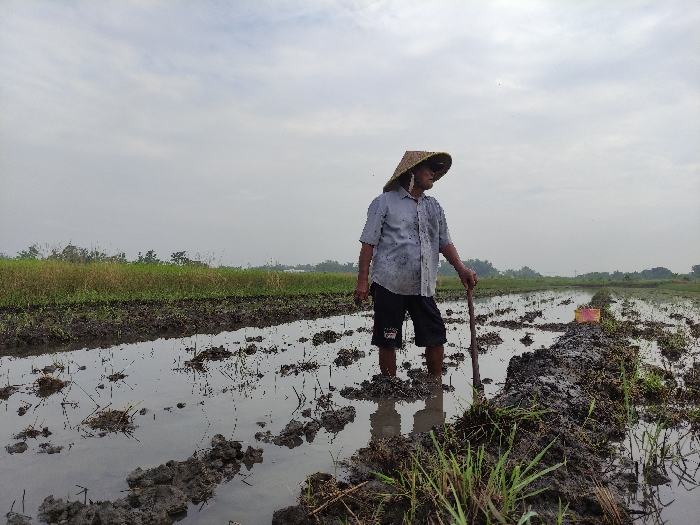 An outdoor, wide shot captures a farmer standing in a flooded and muddy rice paddy field under an overcast sky in Wonoayu, Indonesia.
The primary subject is an adult male, likely a farmer, positioned slightly to the left of the frame's center. He wears a light-colored, possibly grey or light blue, short-sleeved button-up shirt, dark shorts, and a traditional conical straw hat (caping). His bare feet are immersed in the shallow water and mud of the paddy field. He holds a long wooden stick or tool, resting its lower end in the ground, and gazes contemplatively towards the right side of the frame.
The setting is an active agricultural area. The field shows signs of recent tilling or preparation for planting, with irregular clumps of dark mud interspersed with reflective water and sparse stubble. A raised earthen pathway or dividing line runs through the field from the foreground to the mid-ground, to the right of the farmer. A small, bright pink plastic container or basket sits on this earthen mound in the mid-ground. In the distance, a band of green vegetation and trees stretches across the horizon.
The sky is uniformly light grey and overcast, suggesting a cloudy day, likely late morning or early afternoon, given the diffused lighting. The scene conveys a sense of rural life and agricultural labor, with the farmer surveying his land. There is no visible text in the image.
