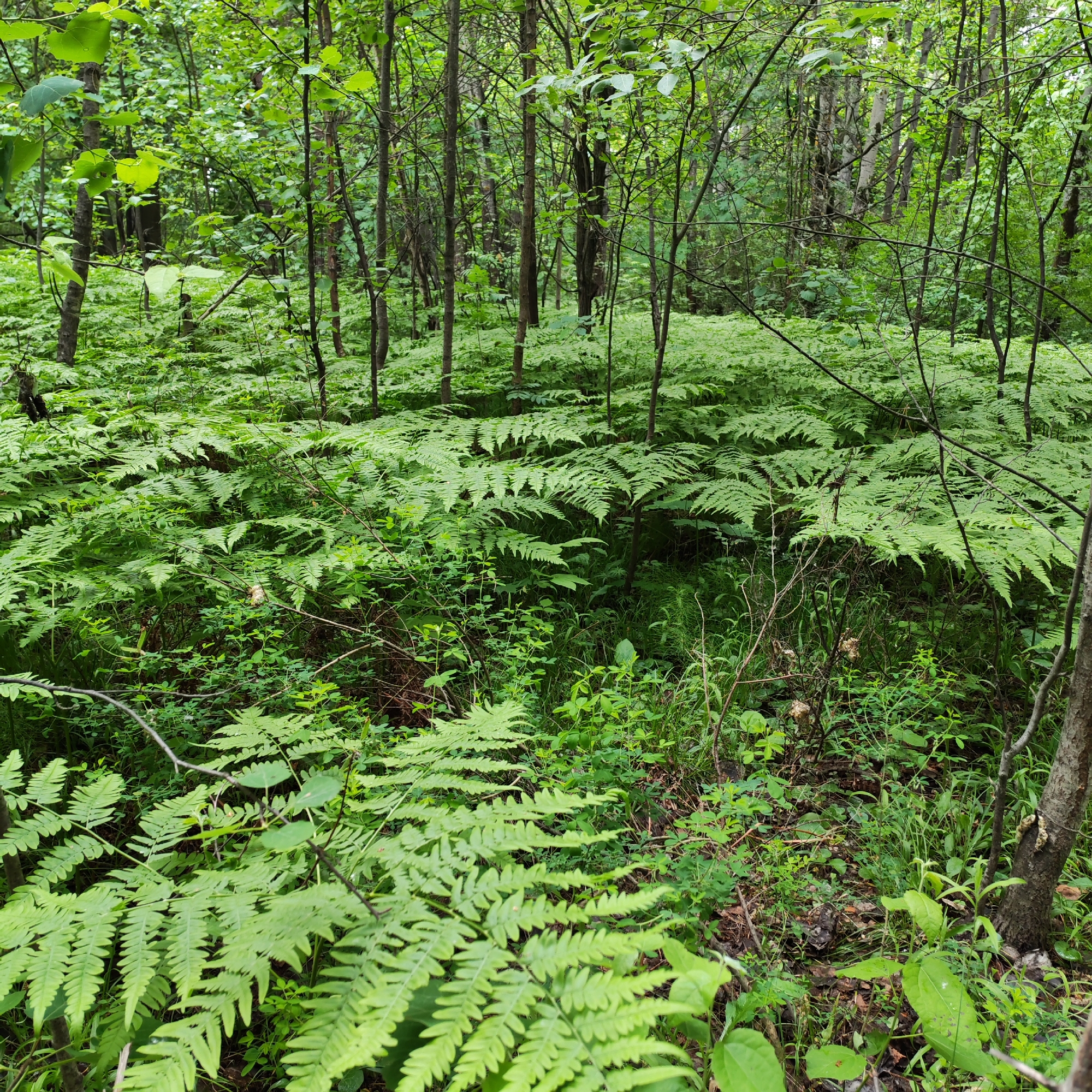 This image depicts a dense forest floor, likely a forest area within or near the city of Chaikovsky, Russia. The ground is predominantly covered by a thick, lush carpet of vibrant green ferns, extending from the immediate foreground into the distant background. The ferns exhibit highly segmented, pinnate fronds. Interspersed among the ferns are various other green herbaceous plants and low-lying woody shrubs, forming a multi-layered undergrowth.
Numerous slender tree trunks, characterized by brown and grey bark, rise vertically through the dense foliage. Some of these trees feature sparse green leaves on their branches, particularly in the upper half of the frame. The concentration of trees creates a somewhat enclosed, shaded environment. Patches of darker soil and organic debris are visible beneath the vegetation. In the lower right portion of the image and in the mid-ground, a few light-colored, irregular growths, possibly fungi, are observable on fallen branches or near tree bases.
The lighting throughout the scene is soft and diffused, suggesting an overcast sky or deep shade within the forest canopy, which is not fully visible. There are no discernible people, animals, man-made objects, or specific actions or interactions depicted. The scene presents a natural, untamed, and verdant woodland ecosystem.