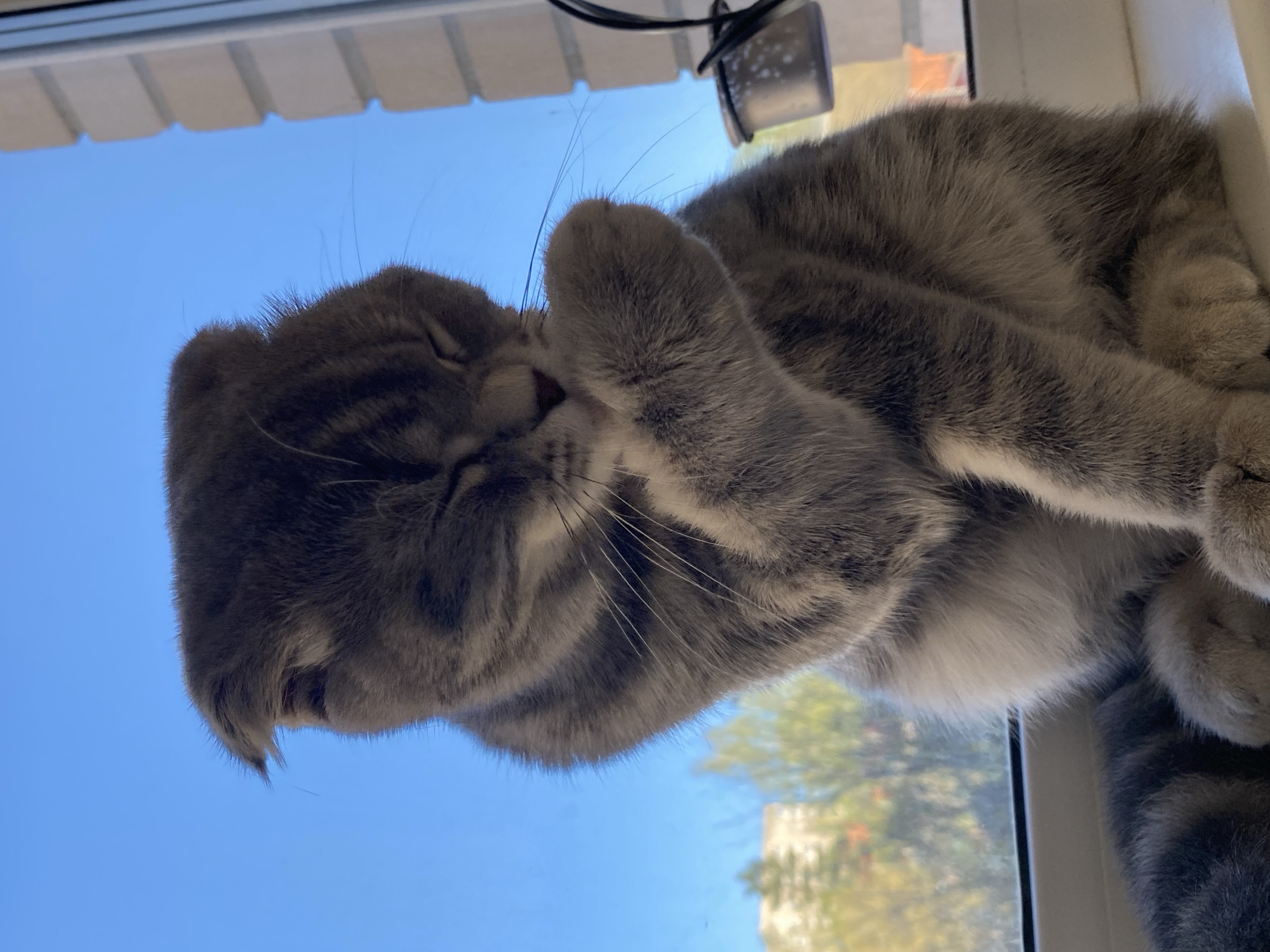A grey tabby cat is lying on a windowsill, grooming itself with a paw held to its face. The cat's fur is predominantly grey with darker tabby markings. Its eyes are closed, suggesting it is relaxed or sleeping. Outside the window, a bright blue sky is visible, with the blurred outlines of buildings and trees in the distance. The windowsill appears to be made of white plastic. A portion of a window shade or blind is visible above the cat. There is no specific indication of the location being Votkinsk, Russia in the image.