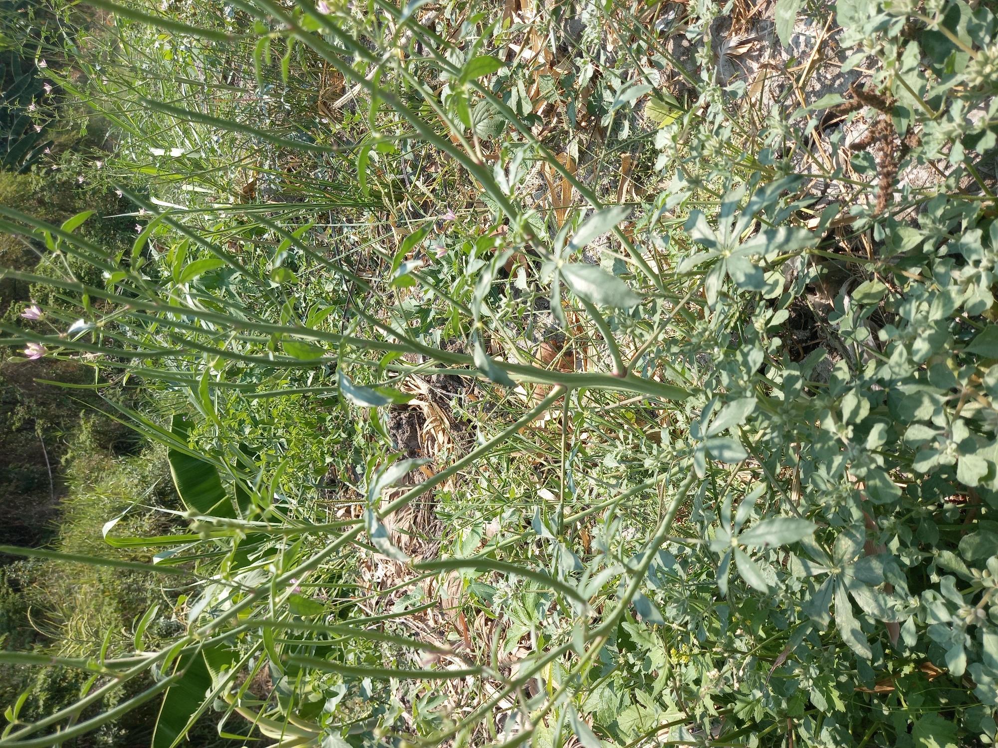 The image displays a close-up view of a plant with thin green stems and numerous small green leaves. The plant is growing in a patch of dry soil and dead leaves. In the background, there are more plants and trees, suggesting an outdoor, natural setting. The lighting indicates it is daytime, with sunlight casting shadows. There are no people or animals visible in the image. The image appears to have been taken at ground level, focusing on the details of the plant's structure. The location is specified as Kebon Agung, Indonesia, though this information is not visually represented in the image itself.