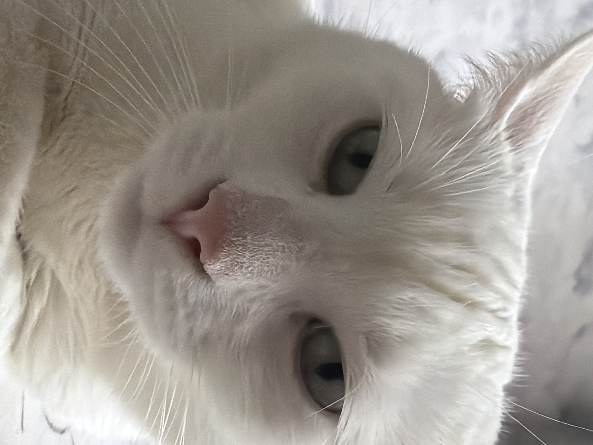 A close-up, low-angle shot depicts a white cat. The cat's face is centrally positioned in the frame, with a pink nose prominently displayed. Its eyes are light-colored, and its white fur appears soft. The background is indistinct. No location information is discernible.