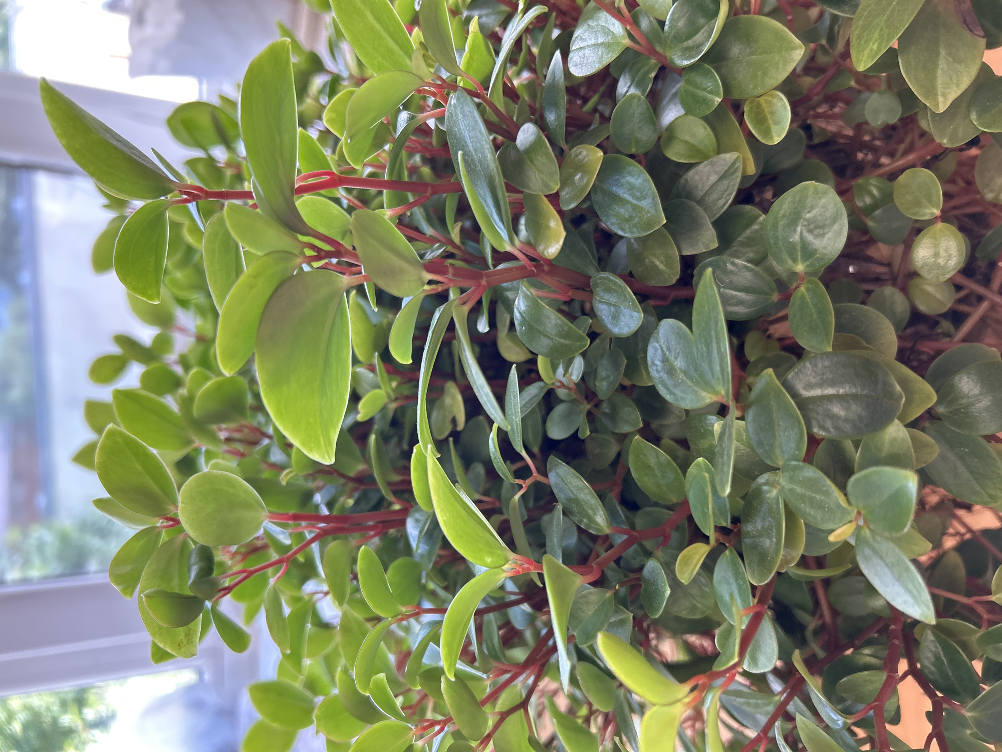 A close-up, eye-level, indoor shot showcases a dense cluster of bright green, oval-shaped leaves on thin, reddish stems. The foliage is vibrant and healthy, with a slightly glossy texture. The background is softly blurred, hinting at a window with natural light filtering through, and suggesting an interior setting. Without additional information or context, the specific location within Zelenograd, Russia, cannot be determined.