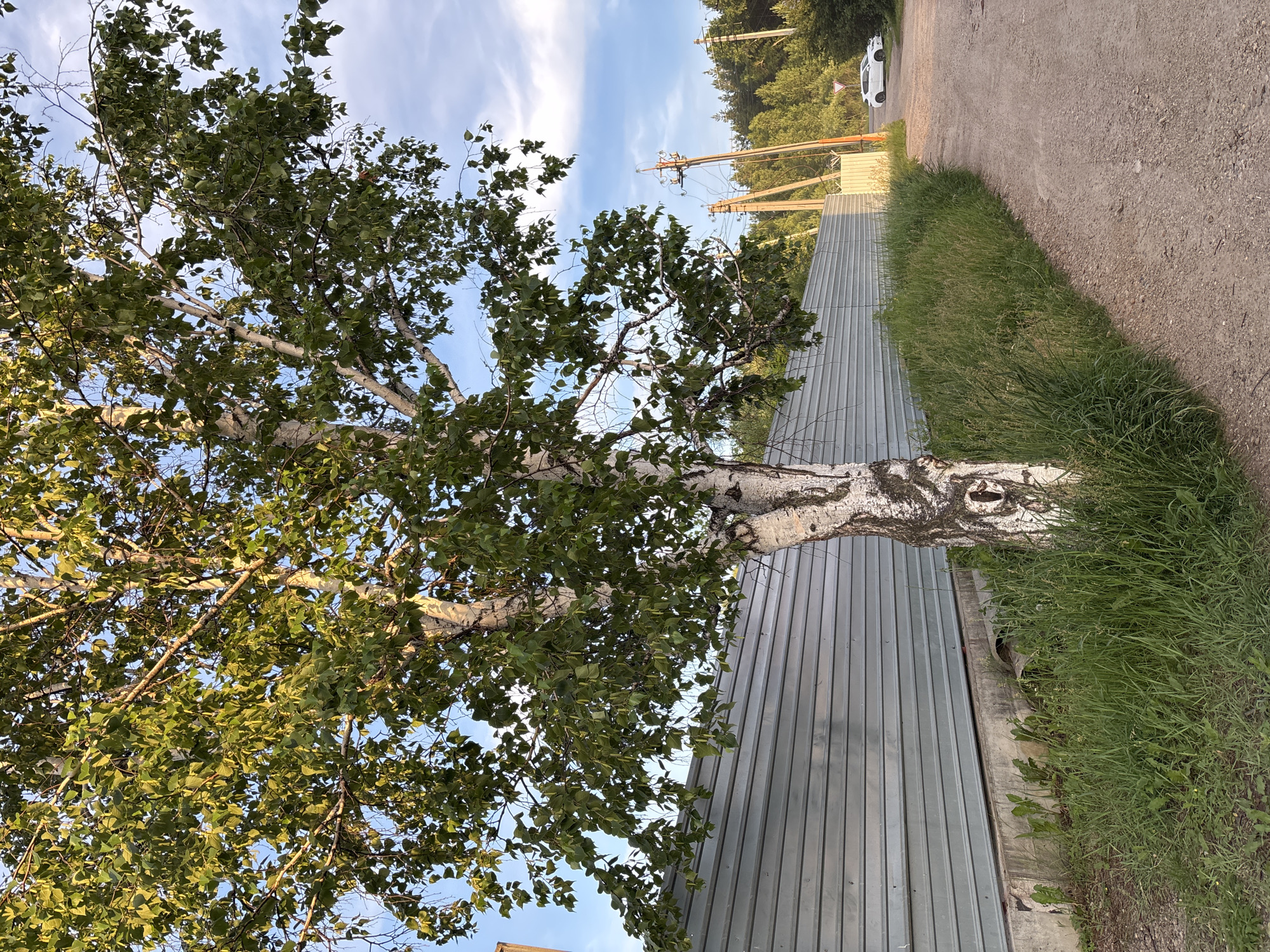 A mature birch tree with a white, textured trunk and green leaves stands in the foreground on the left side of the image. The tree is positioned beside a long, grey, corrugated metal fence. To the right of the tree and fence, a dirt road curves away into the distance. Tall green grass grows along the edge of the road and the base of the fence. In the background, there are utility poles with wires, a dense forest, and a white car is parked on the right side of the road. The sky is blue with scattered white clouds. The scene appears to be in an outdoor, semi-rural setting, possibly on the outskirts of Chigiri, Russia, given the presence of utility infrastructure and the type of vegetation. There are no people visible in the image.