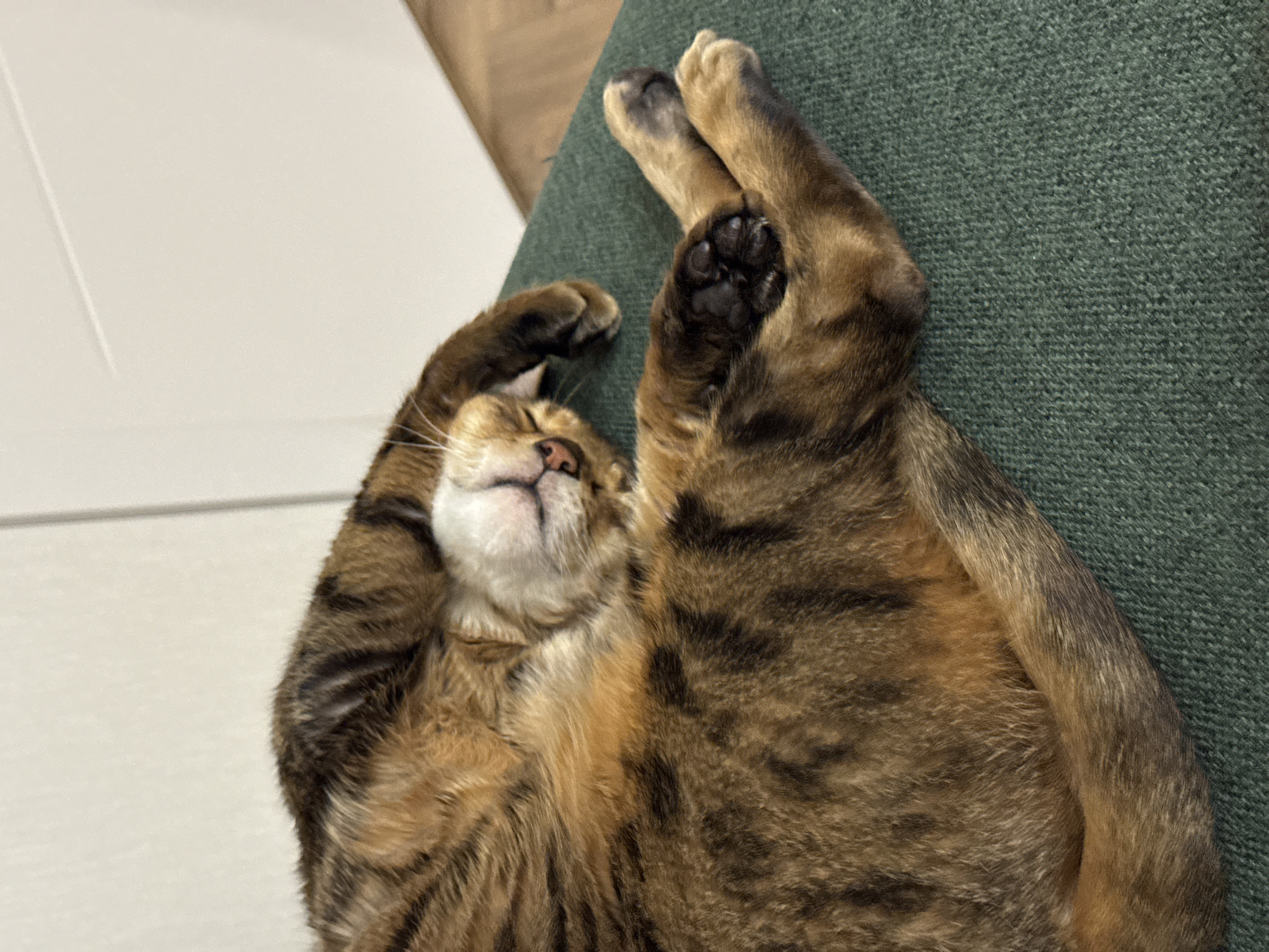 A domestic tabby cat is captured in a close-up, high-angle shot, resting peacefully on its back on a dark green, textured surface, likely a sofa or a blanket. The cat's eyes are closed, and its head is tilted slightly upwards, revealing its white chin and a small pink nose, suggesting a state of deep relaxation or sleep.
Its front paws are curled and raised near its head, while its hind legs are also elevated, showcasing its dark, almost black, paw pads. The cat's belly, covered in lighter brown and white fur, is exposed. Its fur displays typical tabby markings with stripes and patches of brown, black, and hints of warm orange tones throughout its body and tail.
In the background, to the left of the cat, a plain, light-colored (off-white or white) wall or door is visible, indicating an indoor setting. The green surface beneath the cat appears to be a tightly woven or knitted fabric. The scene conveys a strong sense of comfort and tranquility. There is no visible text in the image, and the time of day or weather cannot be determined.