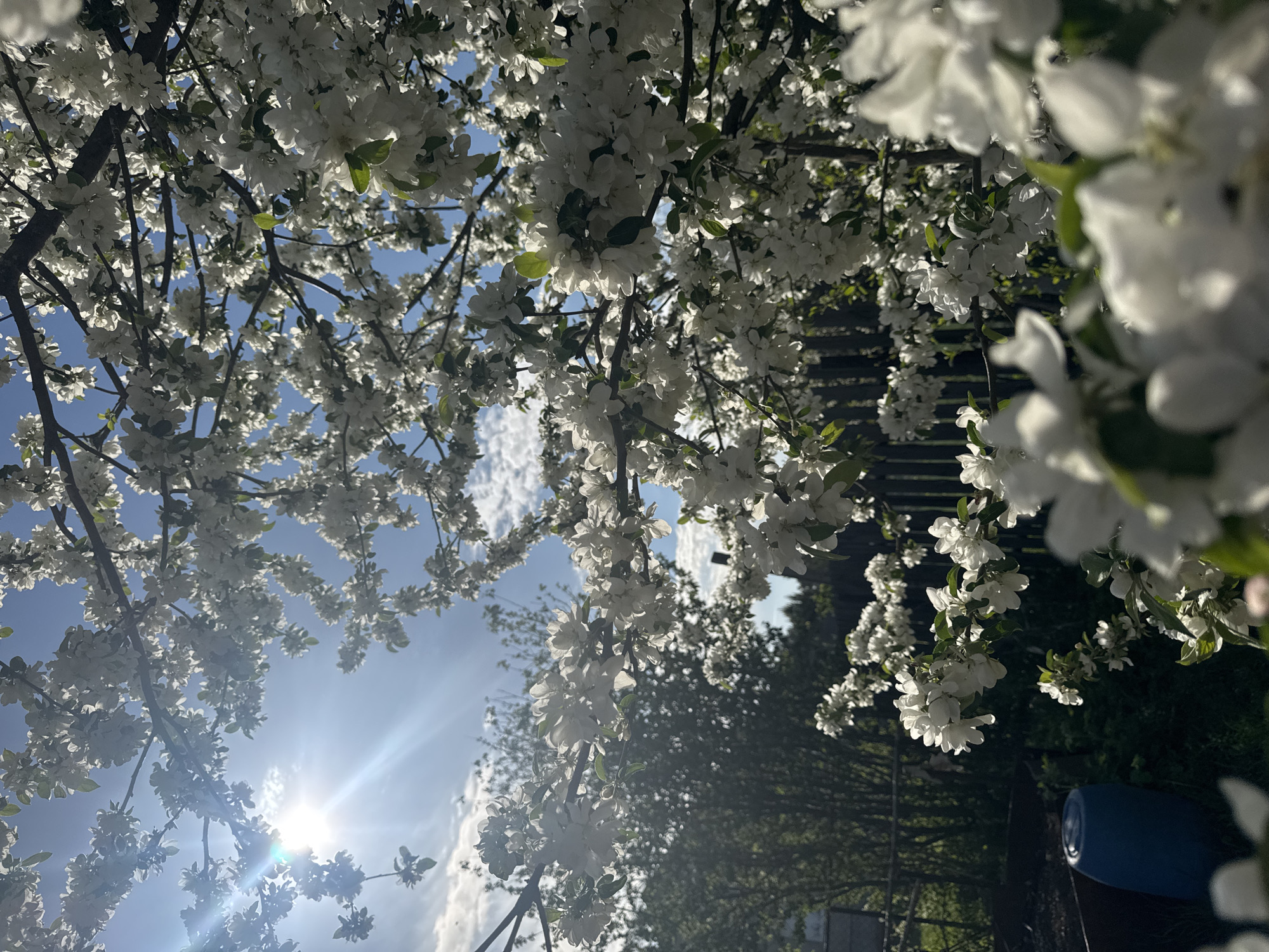 The image depicts a view upwards into a flowering tree with white blossoms against a bright blue sky with scattered clouds. The sun is shining intensely through the branches, creating lens flares. The tree's branches are visible, and some green leaves are interspersed among the flowers. In the background, a wooden fence is partially visible, along with some greenery and what appears to be a small blue container. The precise location in the city of Dubovaya, Russia, cannot be determined from the image alone. There are no people visible in the picture.