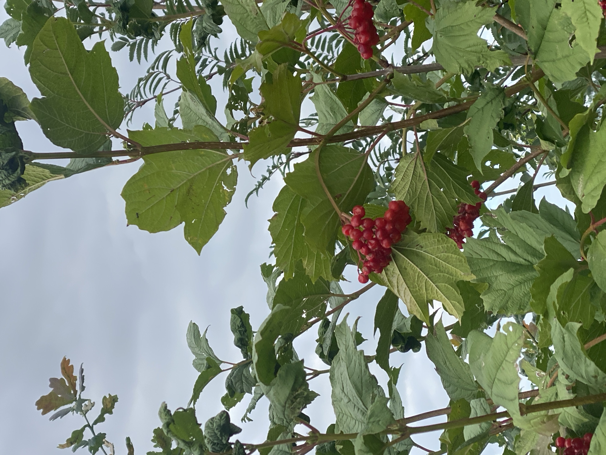 This is a close-up, vertical, eye-level outdoor shot of a viburnum plant with clusters of red berries. The plant has large, green, lobed leaves. The berries are small, round, and bright red, appearing in clusters. Some leaves show signs of damage, with small holes and torn edges. In the background, the sky is overcast with a pale, cloudy texture. To the left, a few leaves of a different plant, possibly an oak, are visible with a reddish-brown hue, suggesting a change of season. The overall environment appears to be a garden or natural area. There are no people or animals visible in the image. The location in Schwarme, Germany is not discernible from the visual information provided in the image.