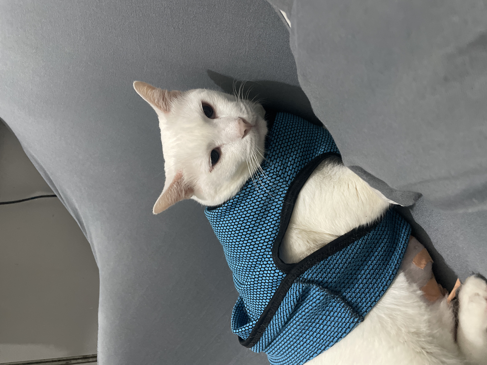 A white cat with blue mesh harness is lying down on a gray surface. The cat has a bandage on its front right leg. The location is unknown and there is no information to suggest it is North Jakarta, Indonesia.