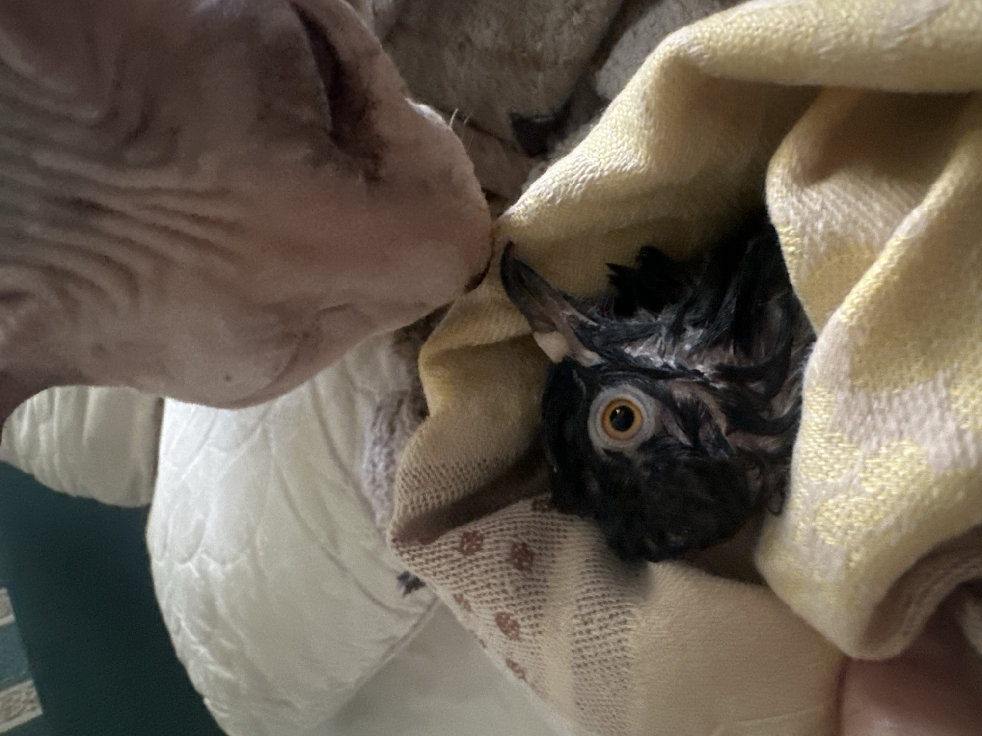 A close-up, overhead shot shows a hairless cat nuzzling a small, dark bird. The bird is wrapped in a light yellow and tan patterned blanket, with only its head visible. The bird's eye is open and orange with a dark pupil. The cat's pinkish skin is wrinkled, and its mouth appears to be touching the bird. The background includes a white pillow and a dark green surface. No specific location in Togliatti, Russia, is discernible from the image.