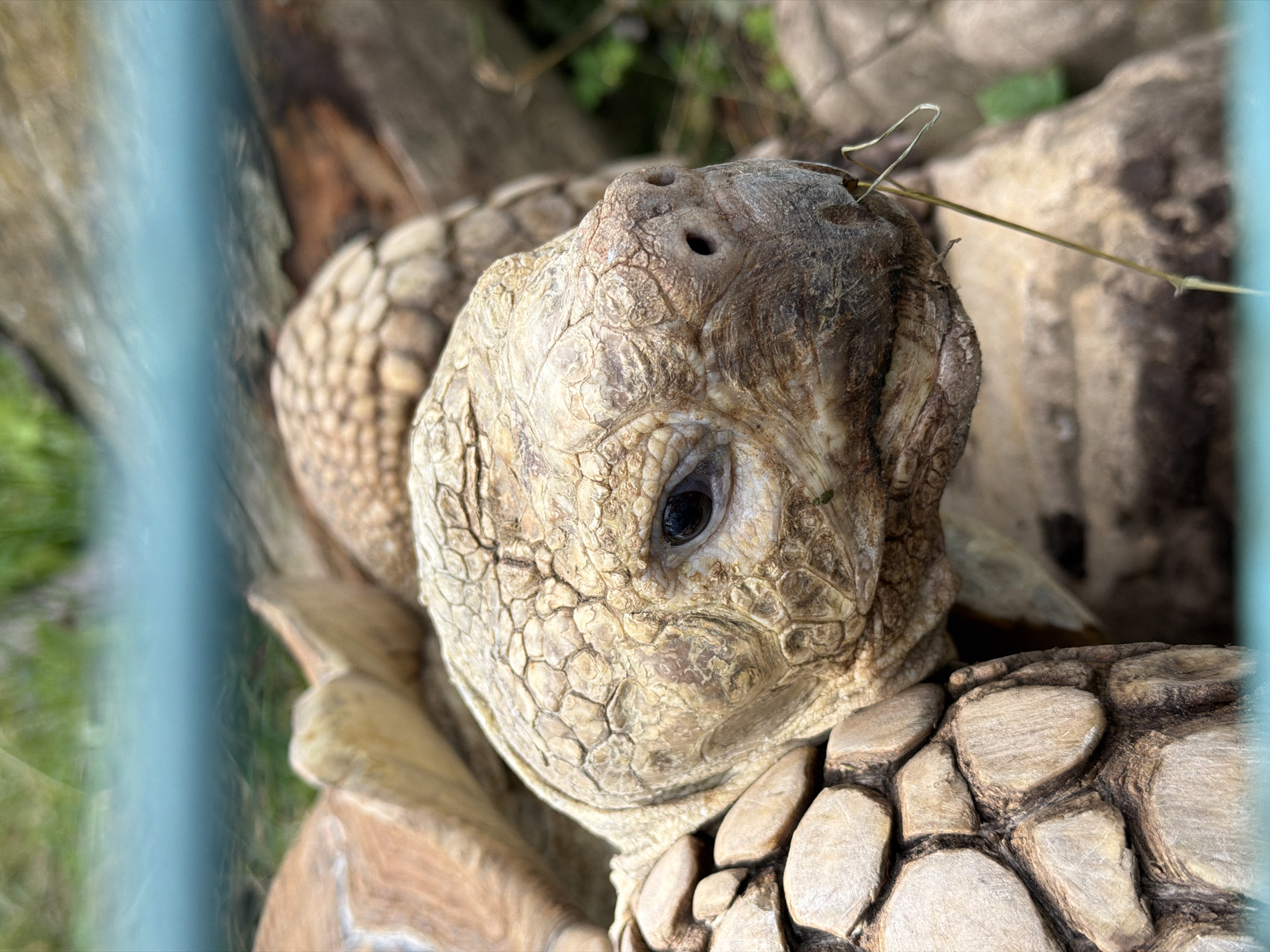 A close-up shot focuses on the head of a large tortoise, with its textured, wrinkled skin and dark eye clearly visible. The tortoise's snout, with its two nostrils, is to the right of the frame. Part of the tortoise's shell is also visible on the left, showing large, interlocking plates. The background is blurred, with hints of green foliage and brown wooden textures, suggesting an outdoor environment. A light blue-green horizontal band runs across the top of the image, possibly indicating a fence or enclosure. The image provides no information about its location in Izhevsk, Russia.