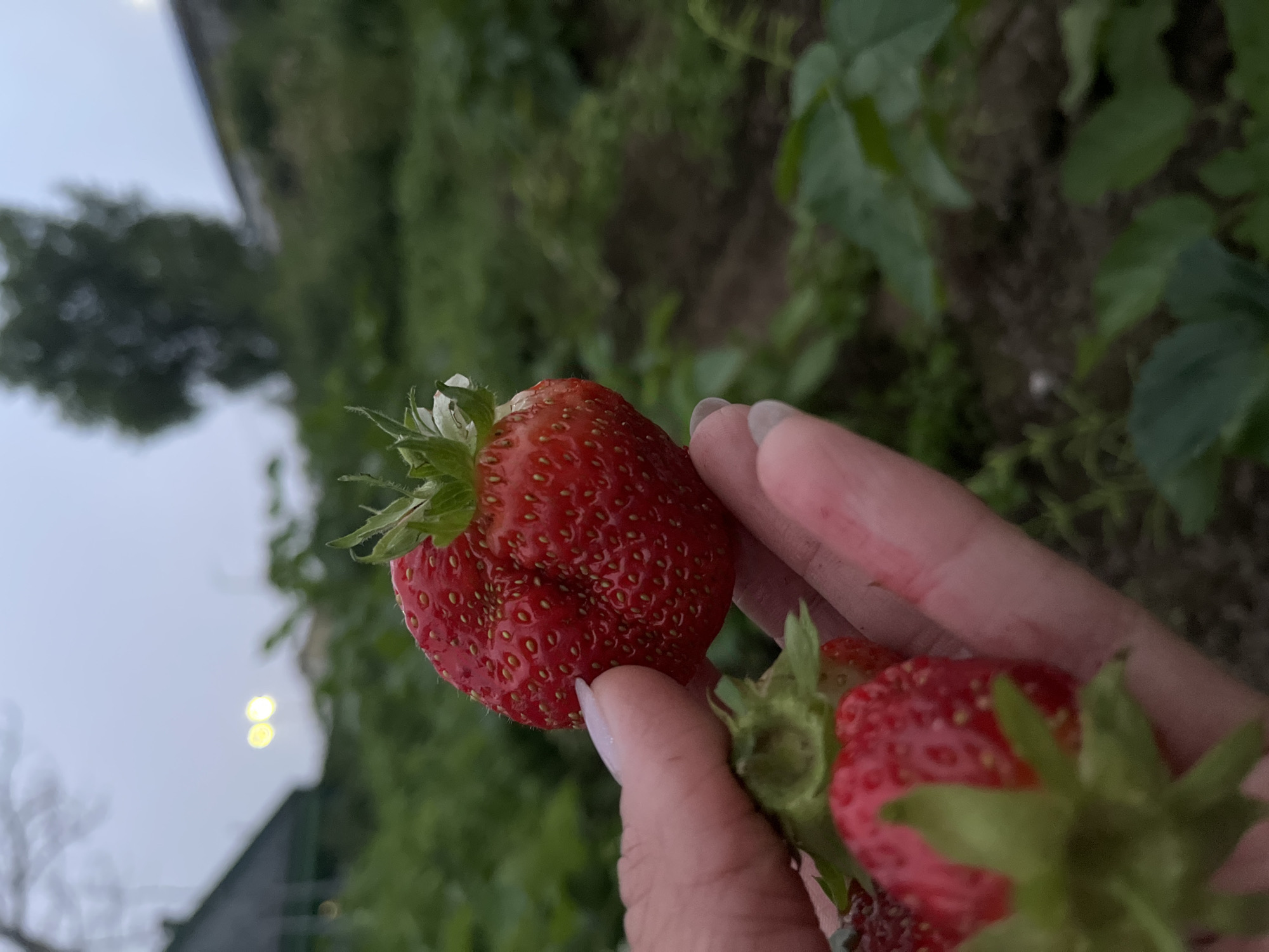 The image shows a close-up of a person's hand holding several strawberries in what appears to be a garden or field. The strawberries are red and ripe, with green stems and leaves. The hand has light-colored nail polish. In the background, there is out-of-focus greenery, a dark roof, and a tree. There are also two bright, blurry yellow lights in the distance, which could be streetlights or lights from a building. The overall lighting suggests it is either early morning or late evening. The specific location of Petropavlovsk-Kamchatsky, Russia, is not discernable from the visual information provided in the image itself.