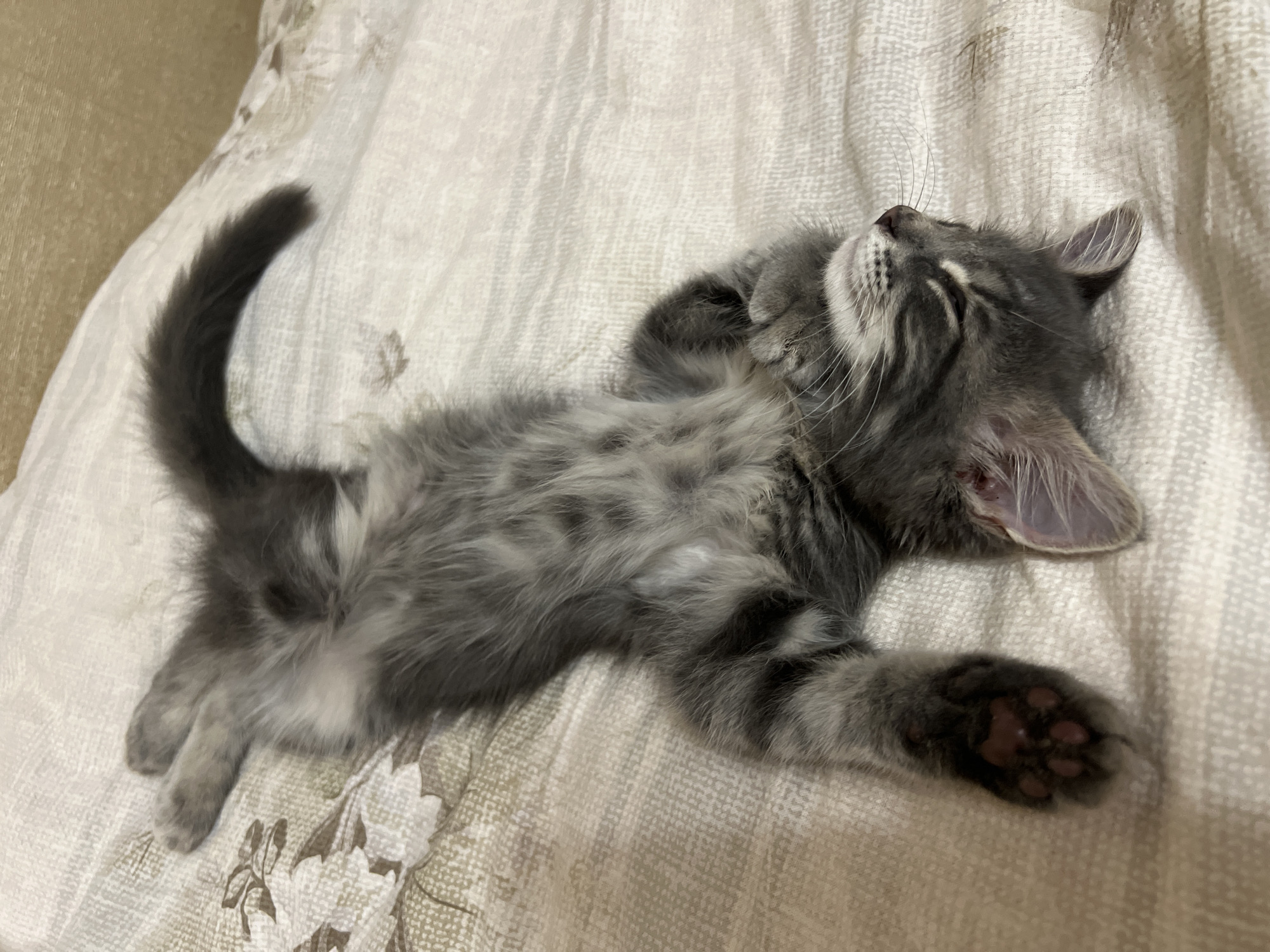 A young grey tabby kitten is sleeping on its back on a bed with a floral patterned sheet. The kitten's paws are in the air, and its eyes are closed. The kitten's fur is soft and fluffy, and its tail is curled around its body. The bed is in a bedroom in the city of Zdorovye-2 SNT, Russia. The lighting in the room is soft and natural, suggesting it is daytime.